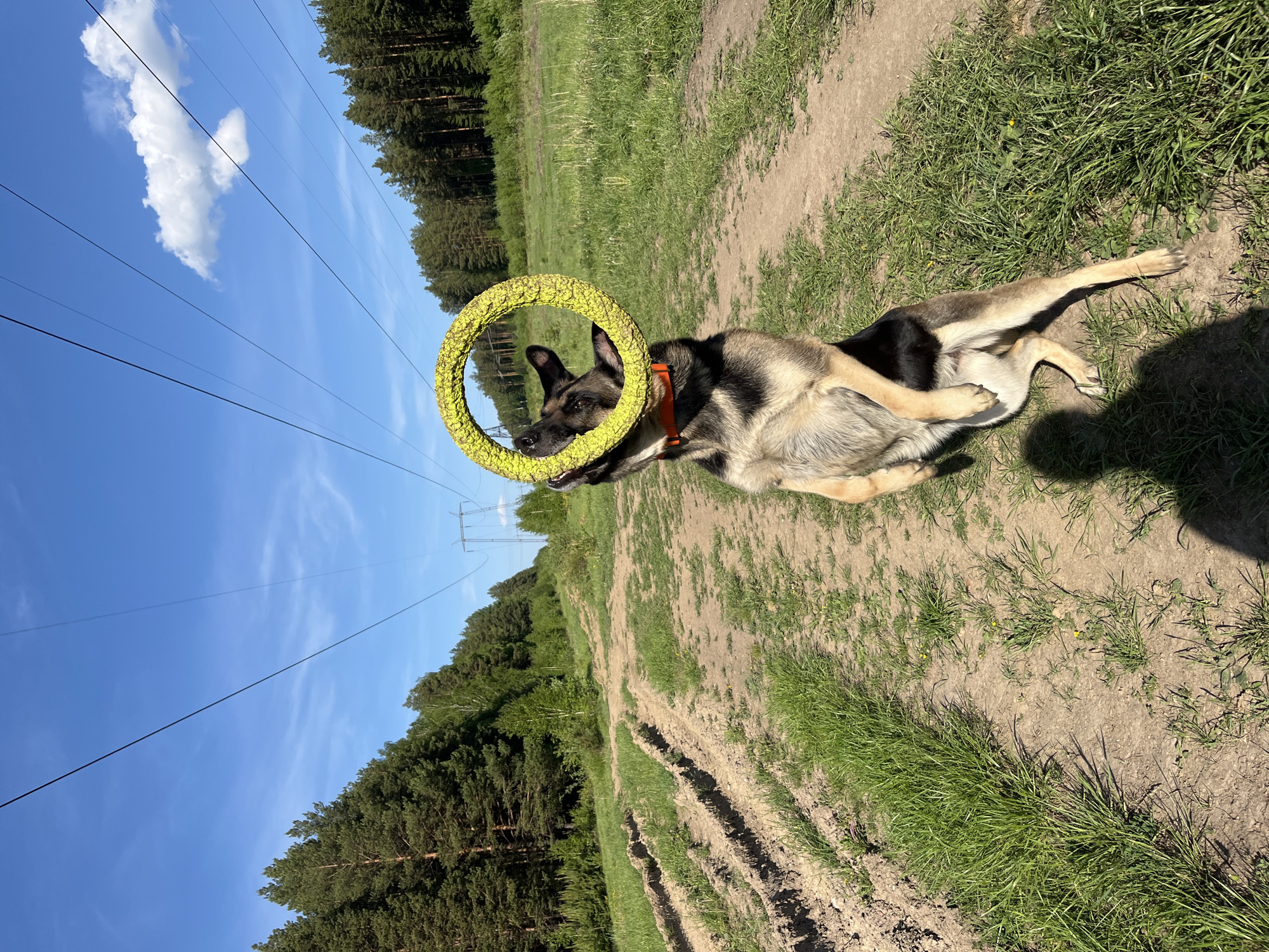 Dog walking session recorded in Nizhny Tagil forest area