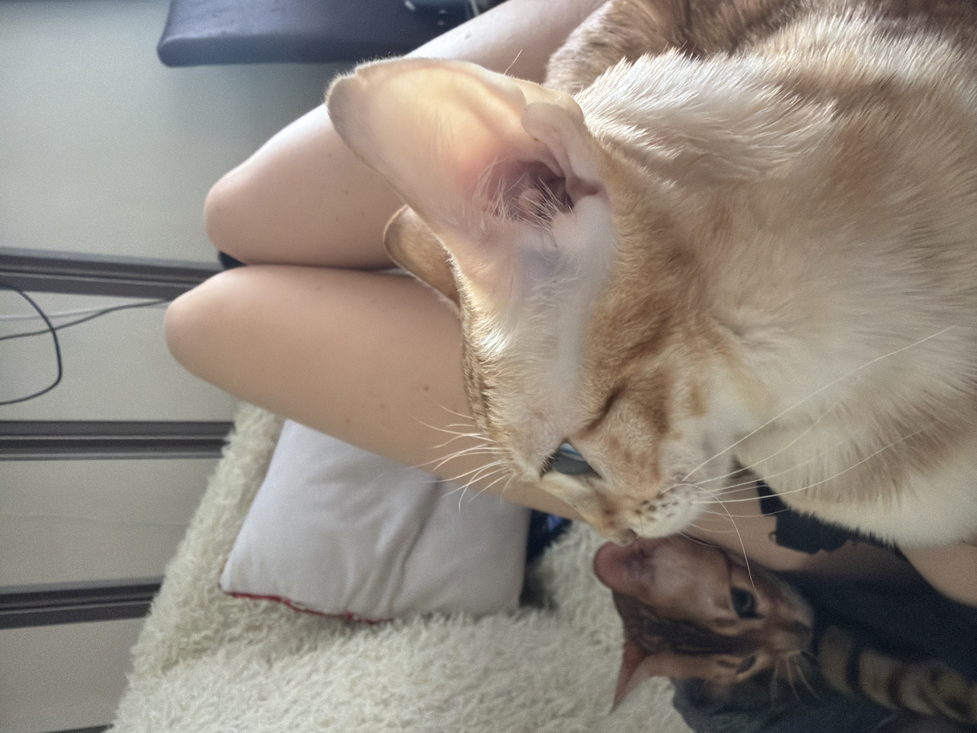 Cats interact with person in Vsevolozhsk, Russia