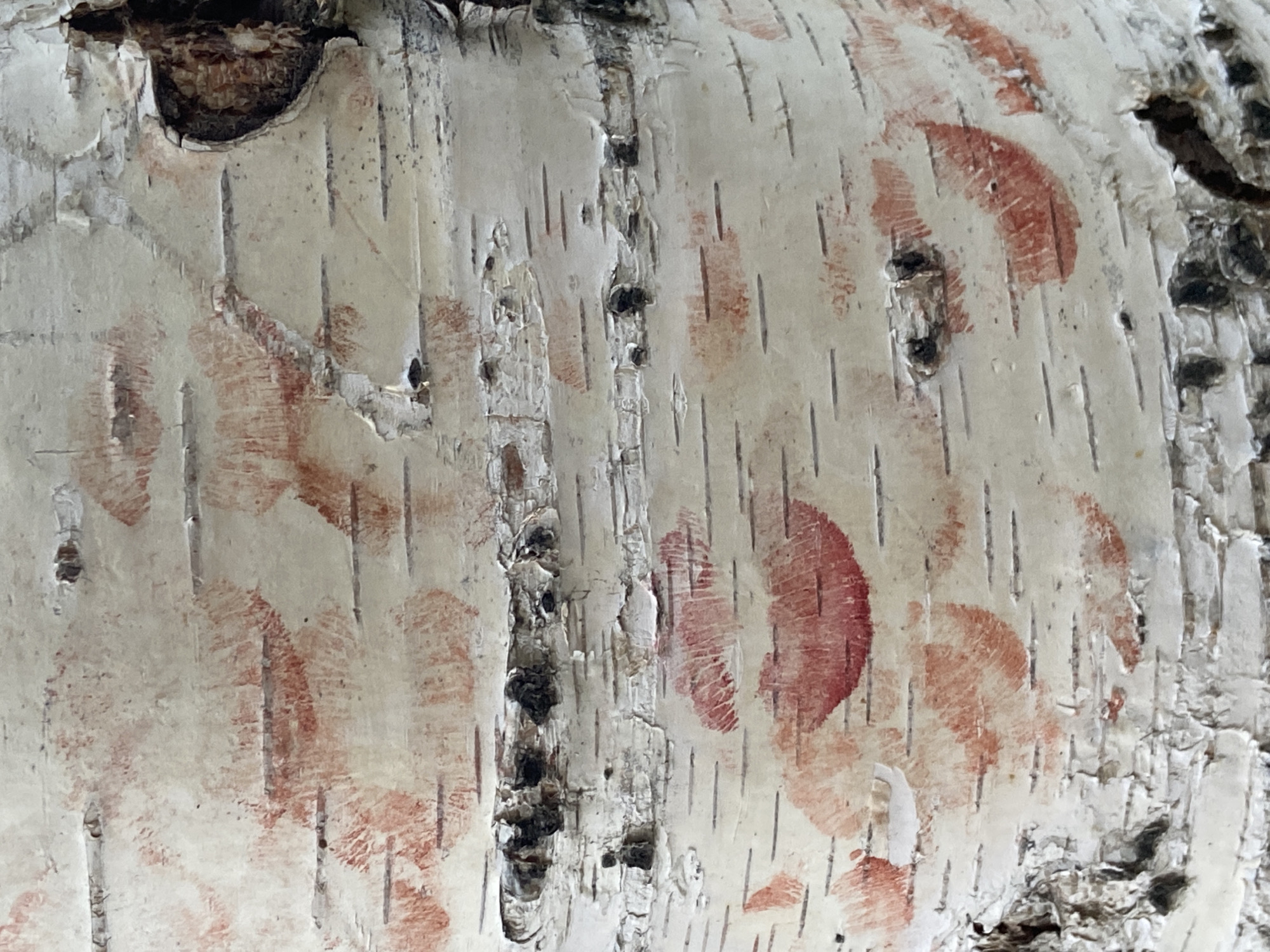 Birch tree in Moscow park covered with lipstick kisses