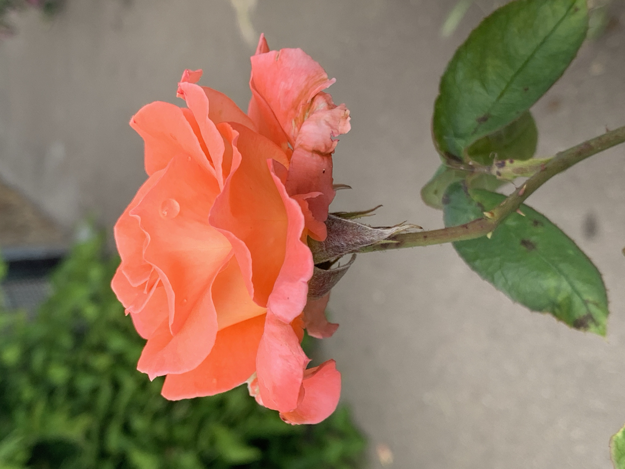 Witness documents afternoon garden blooms and neighborhood scenes