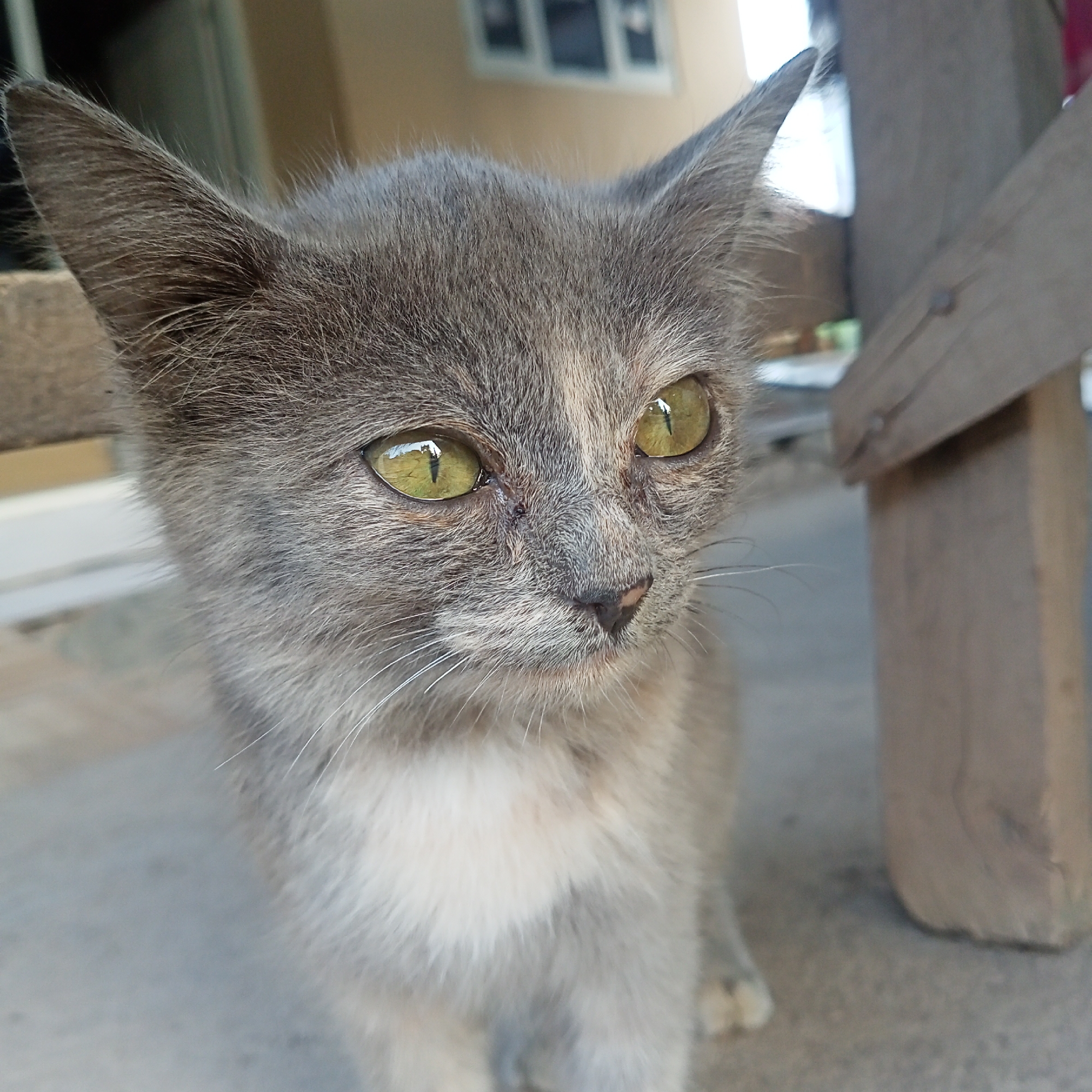 Cats and a caged dove in rural East Java villages