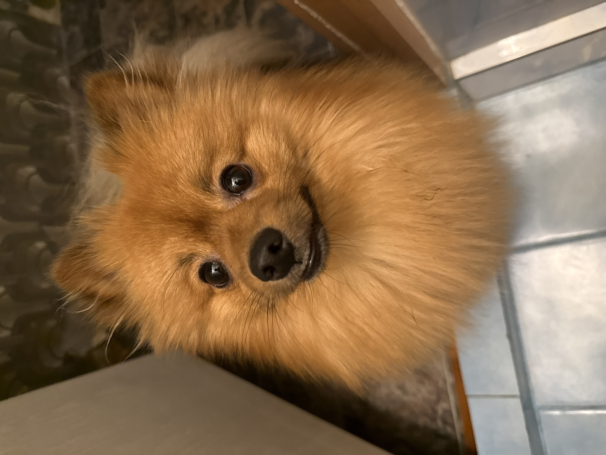 Pomeranian dog photographed in Khimki bathroom