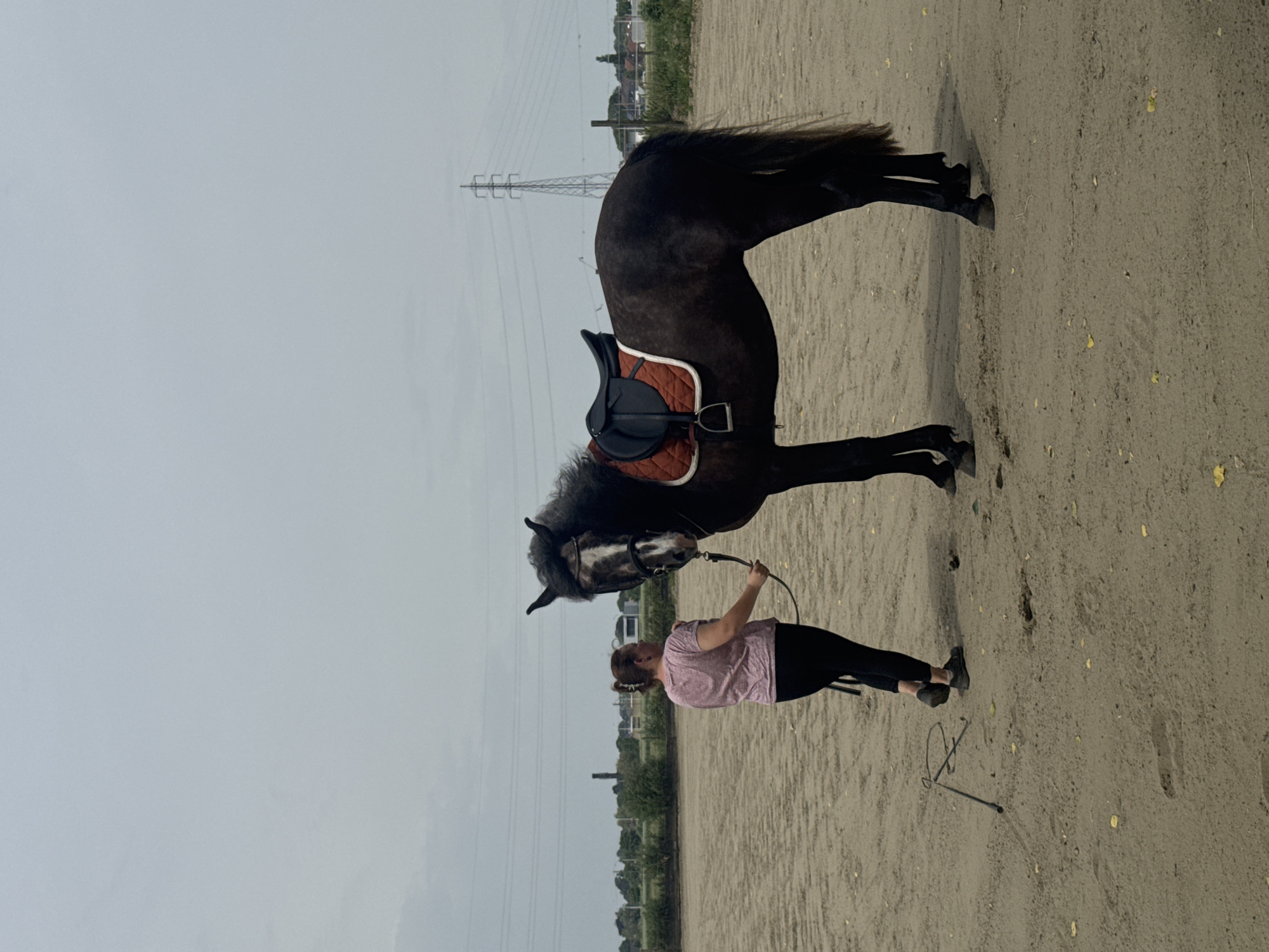 Horse training and care activities documented at Belgian equestrian facility