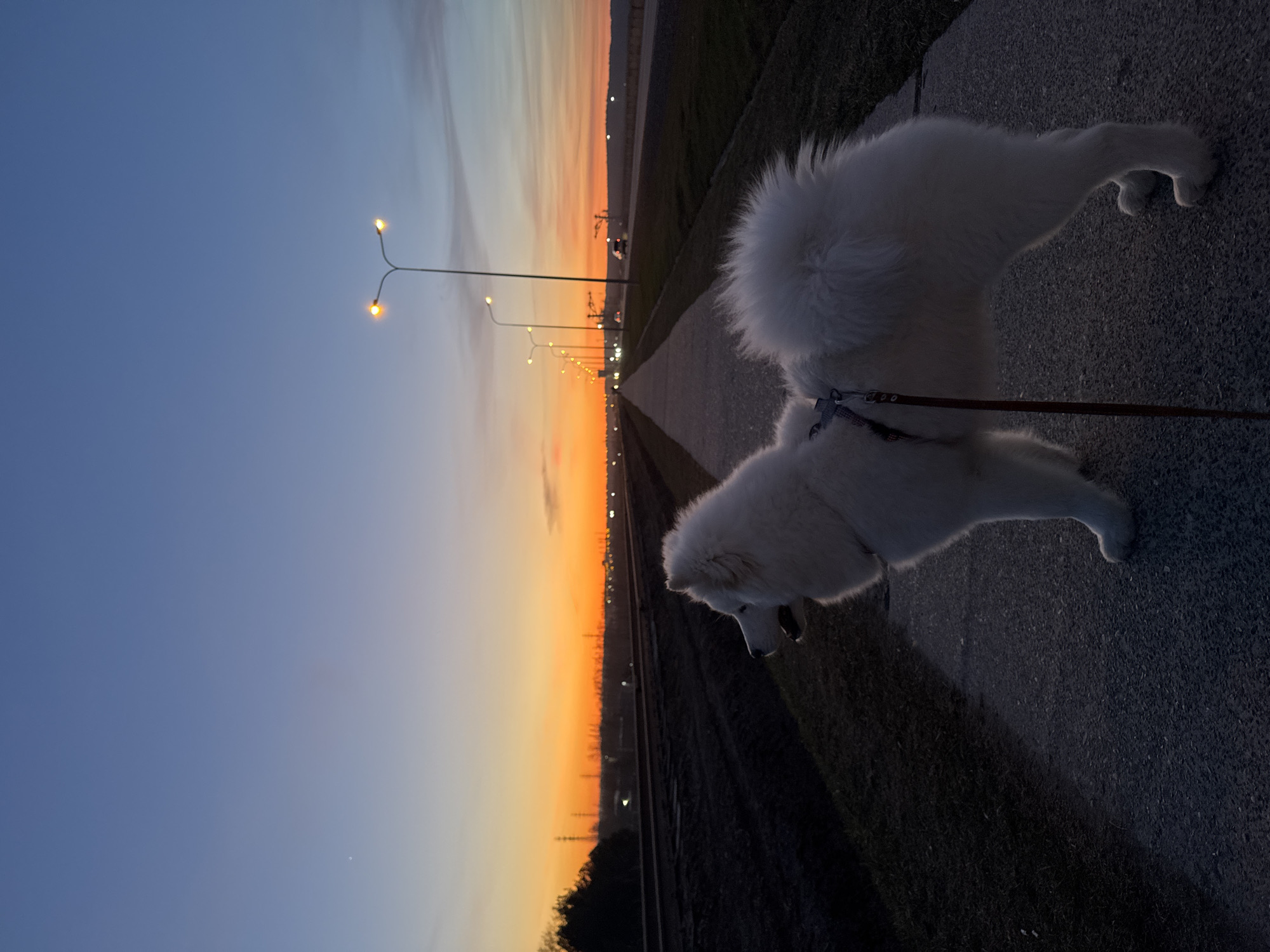 White dog photographed at sunset in Chaikovsky, Russia