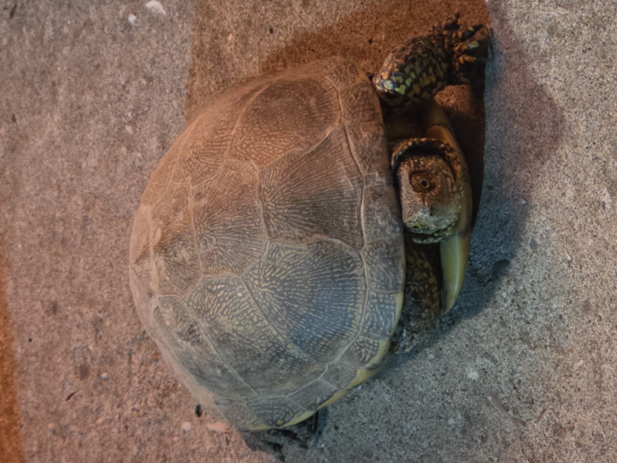 Tortoise on concrete, up close, Gudermes