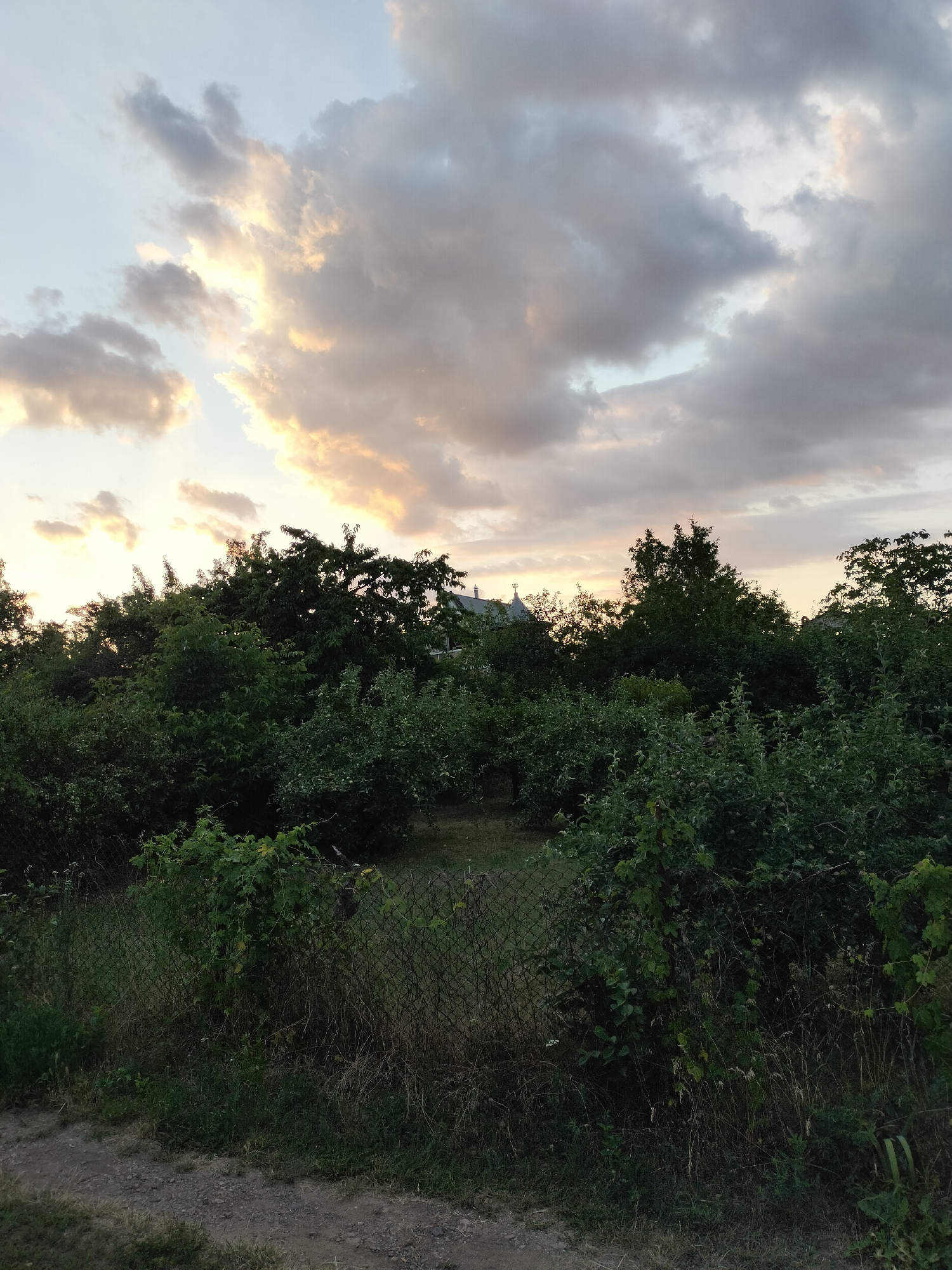 Summer evening in a Kudashivka garden, flowers and fruit in bloom