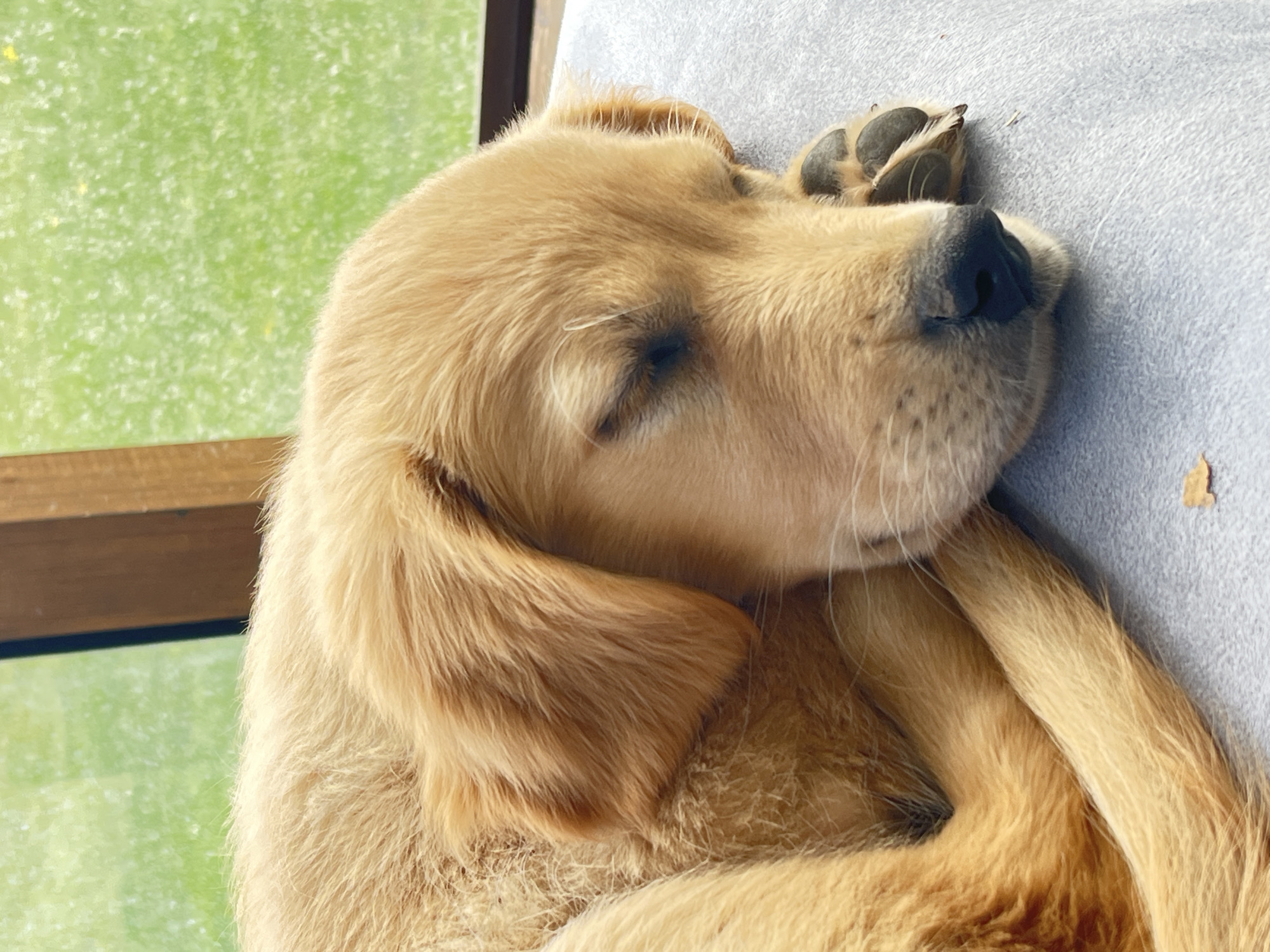 Golden retriever puppy photographed sleeping in Kostinbrod, Bulgaria