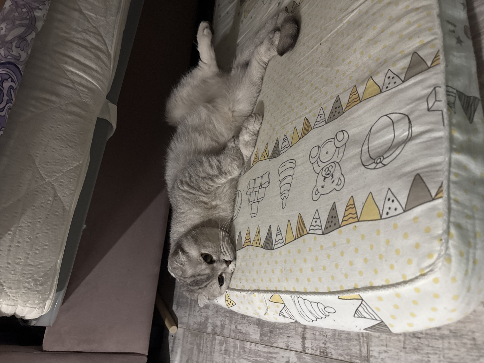 Gray cat observed resting on child's patterned bed