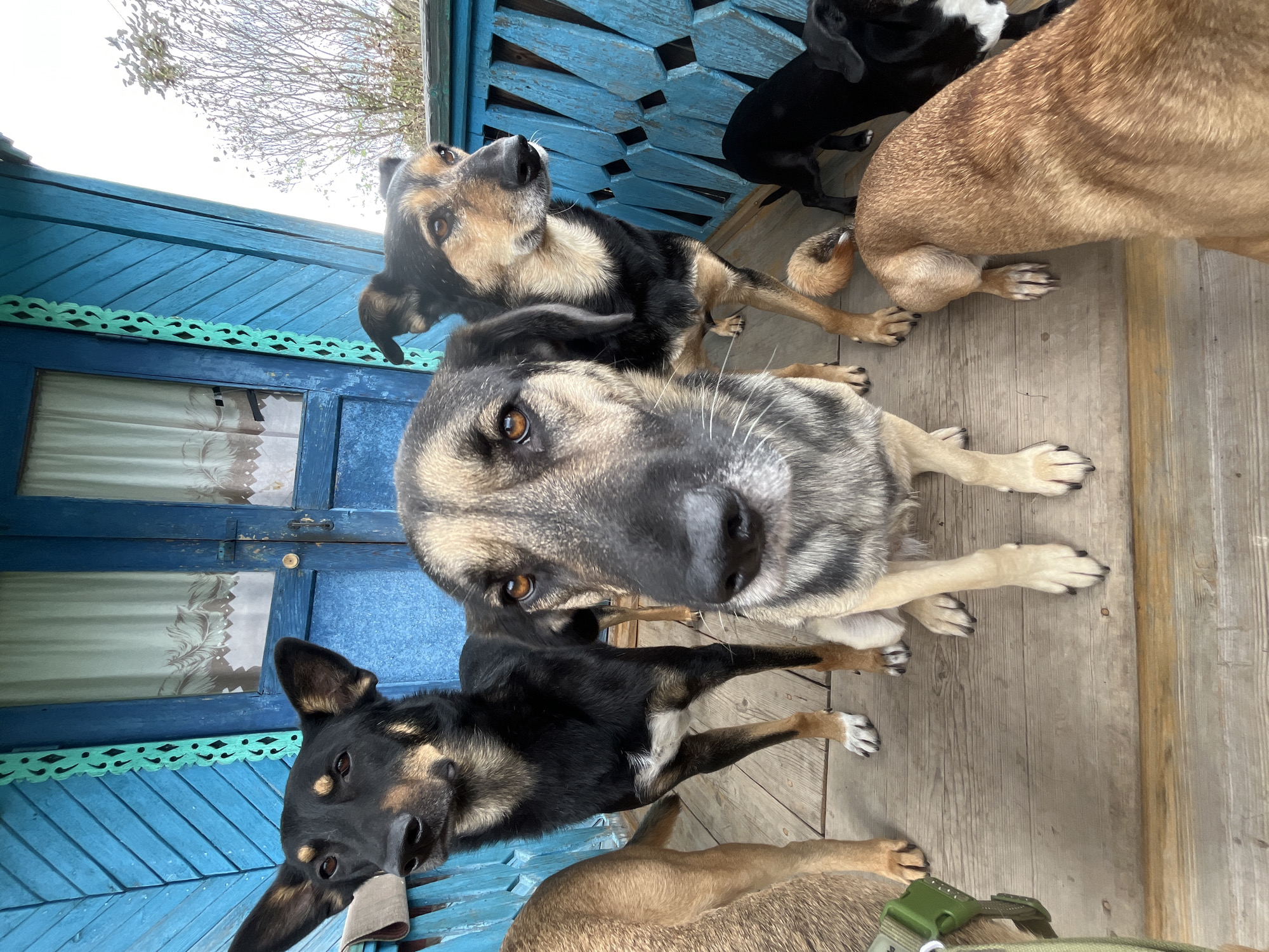 Pack of dogs at a blue Russian wooden house, Nizhny Tagil