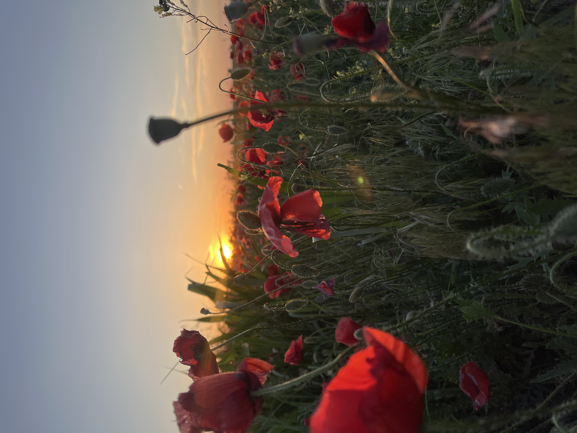 Red poppy field captures golden sunset in Trastenik, Bulgaria