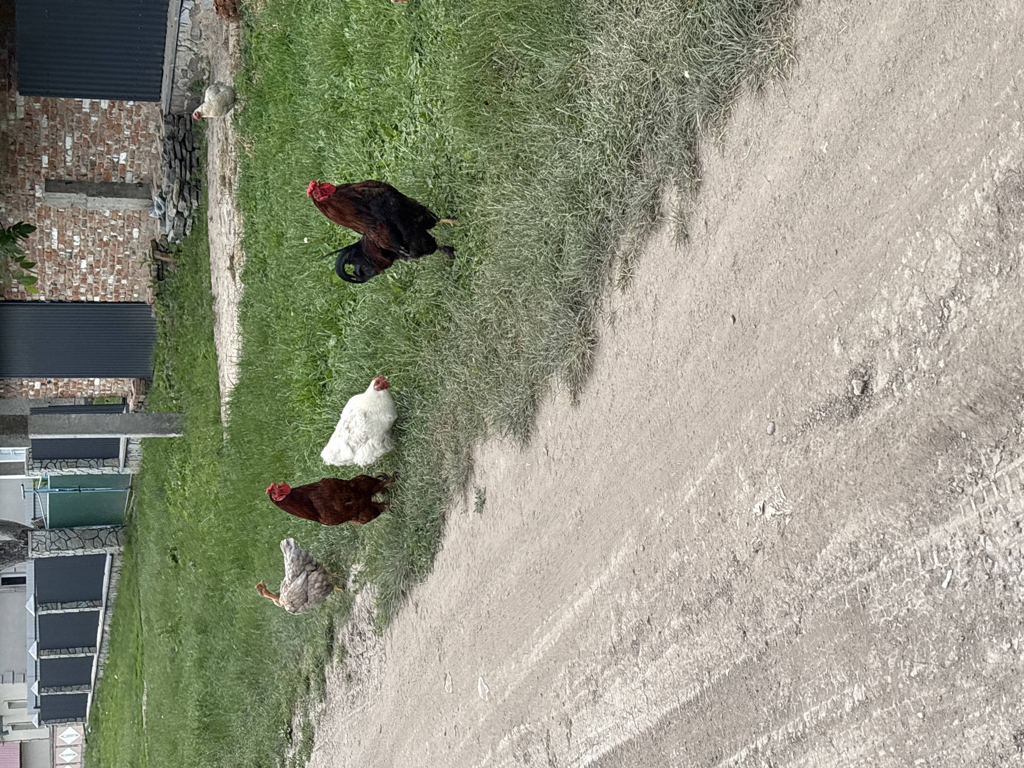 Quiet morning stroll through a rural village with animals and gardens