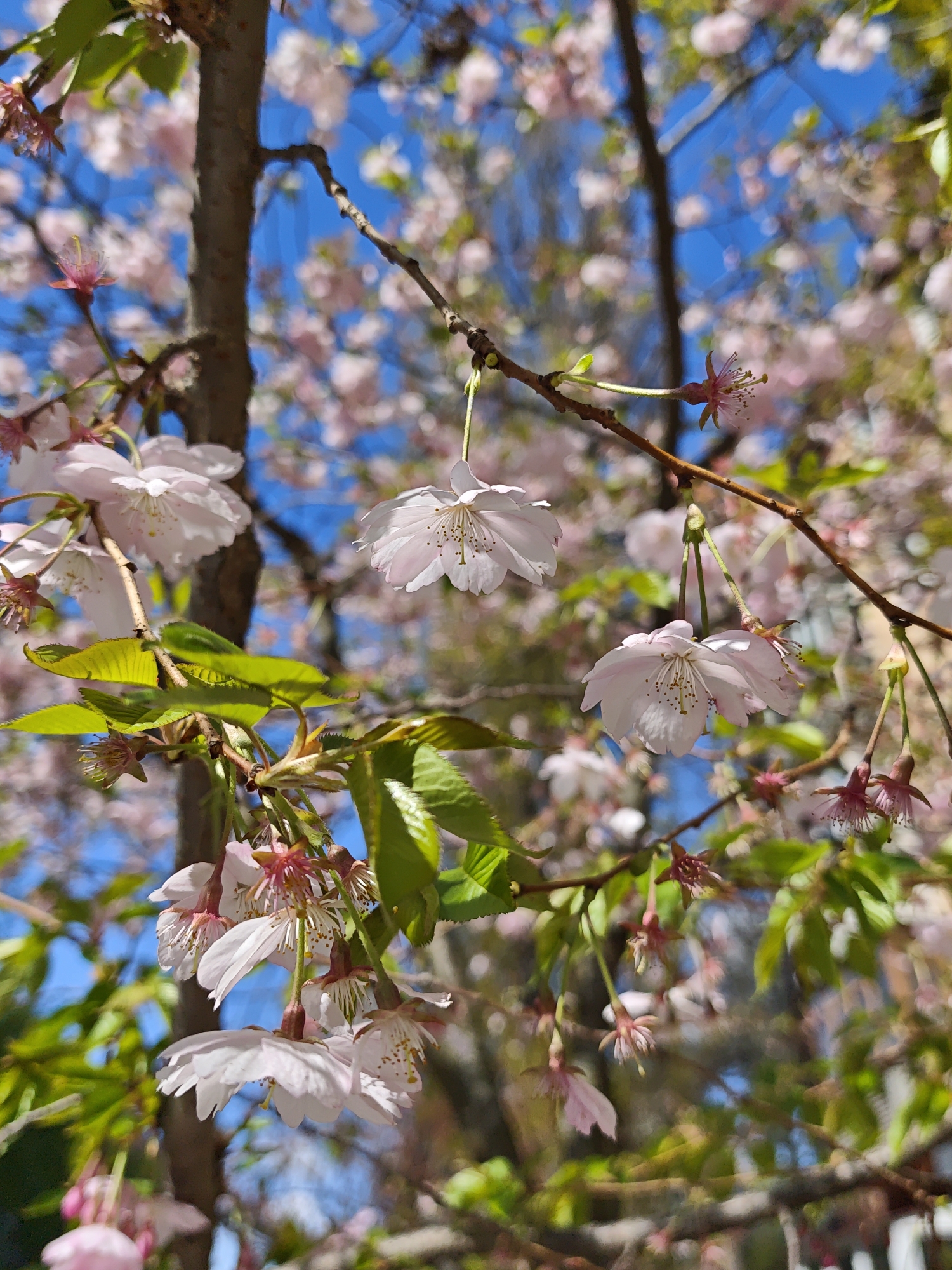 Cherry blossoms bloom across Vinnytsia streets in springtime display