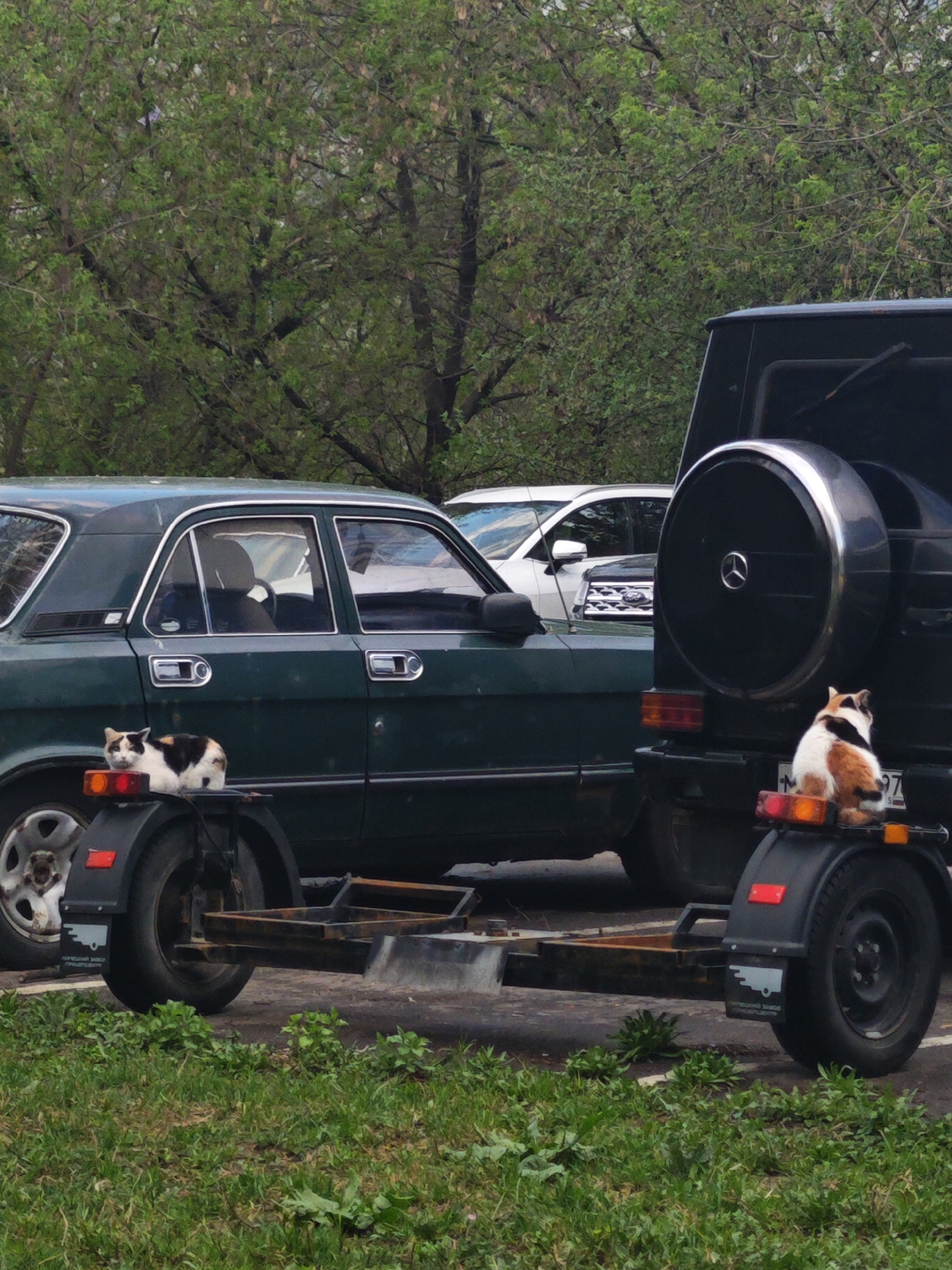 Cats spotted perched on trailer in Moscow parking area