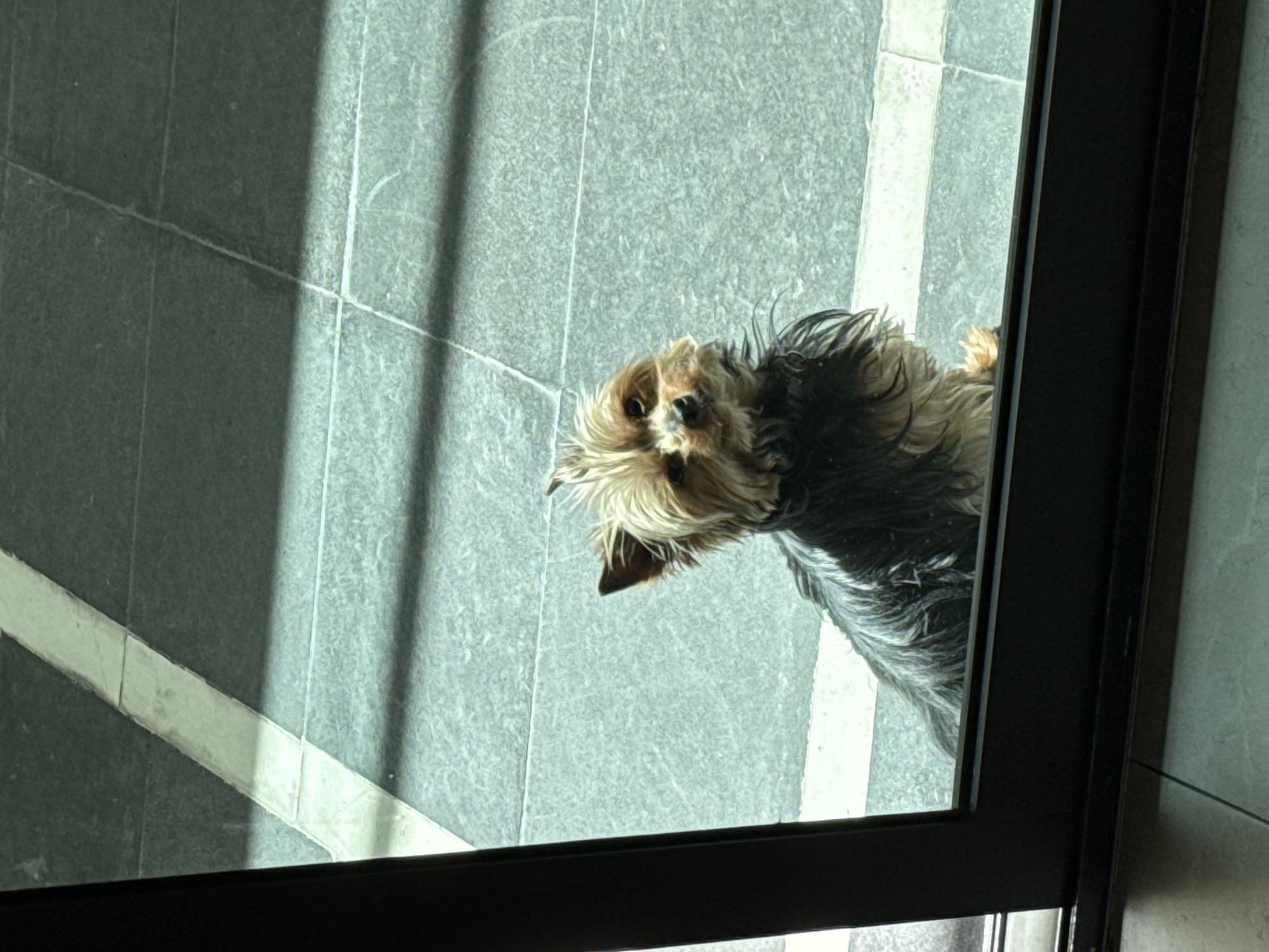 Yorkshire Terrier watches through glass door at Mexico home