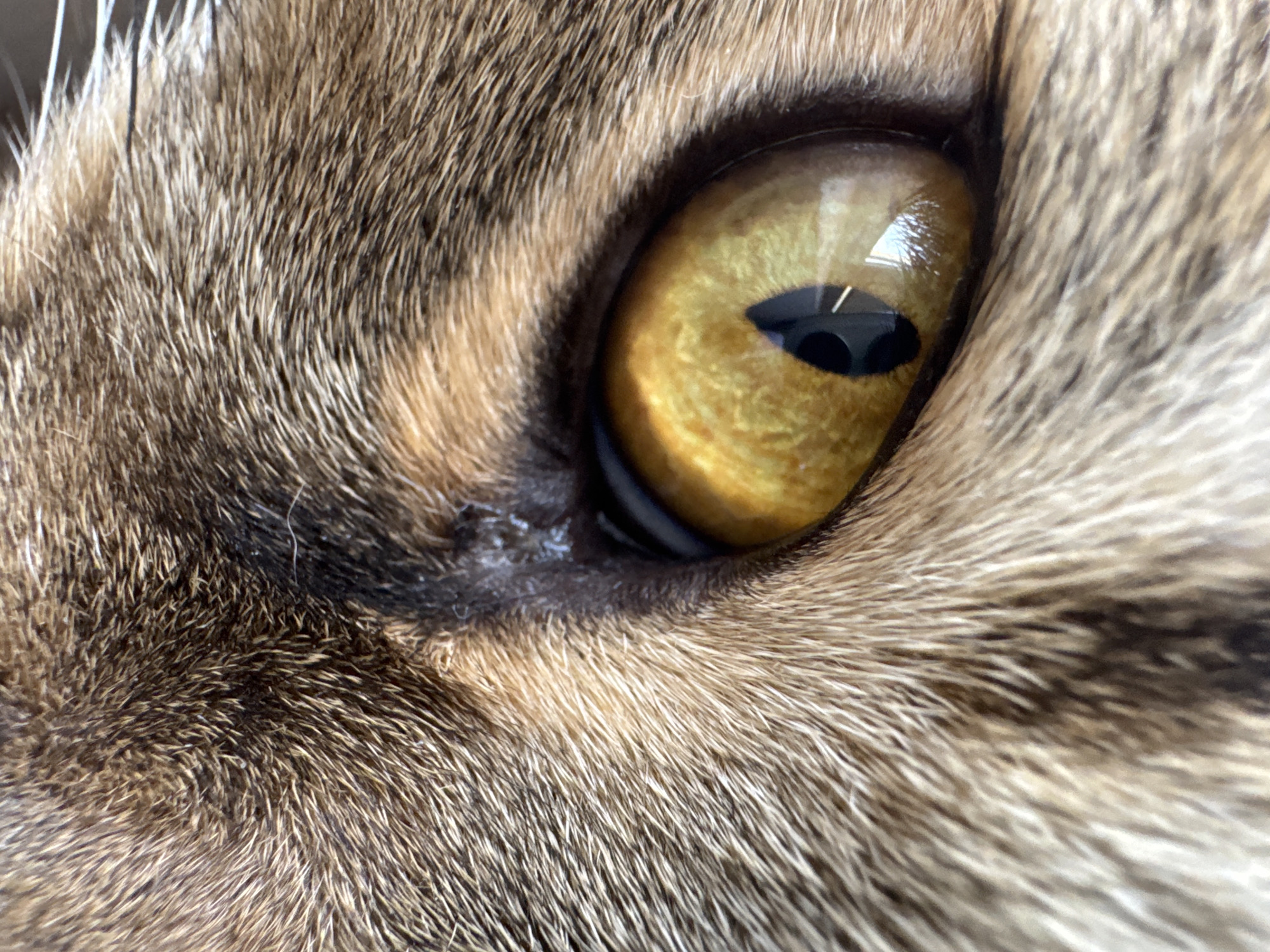 Tabby cat, home aquarium, and street scenes in Mikhaylovsk