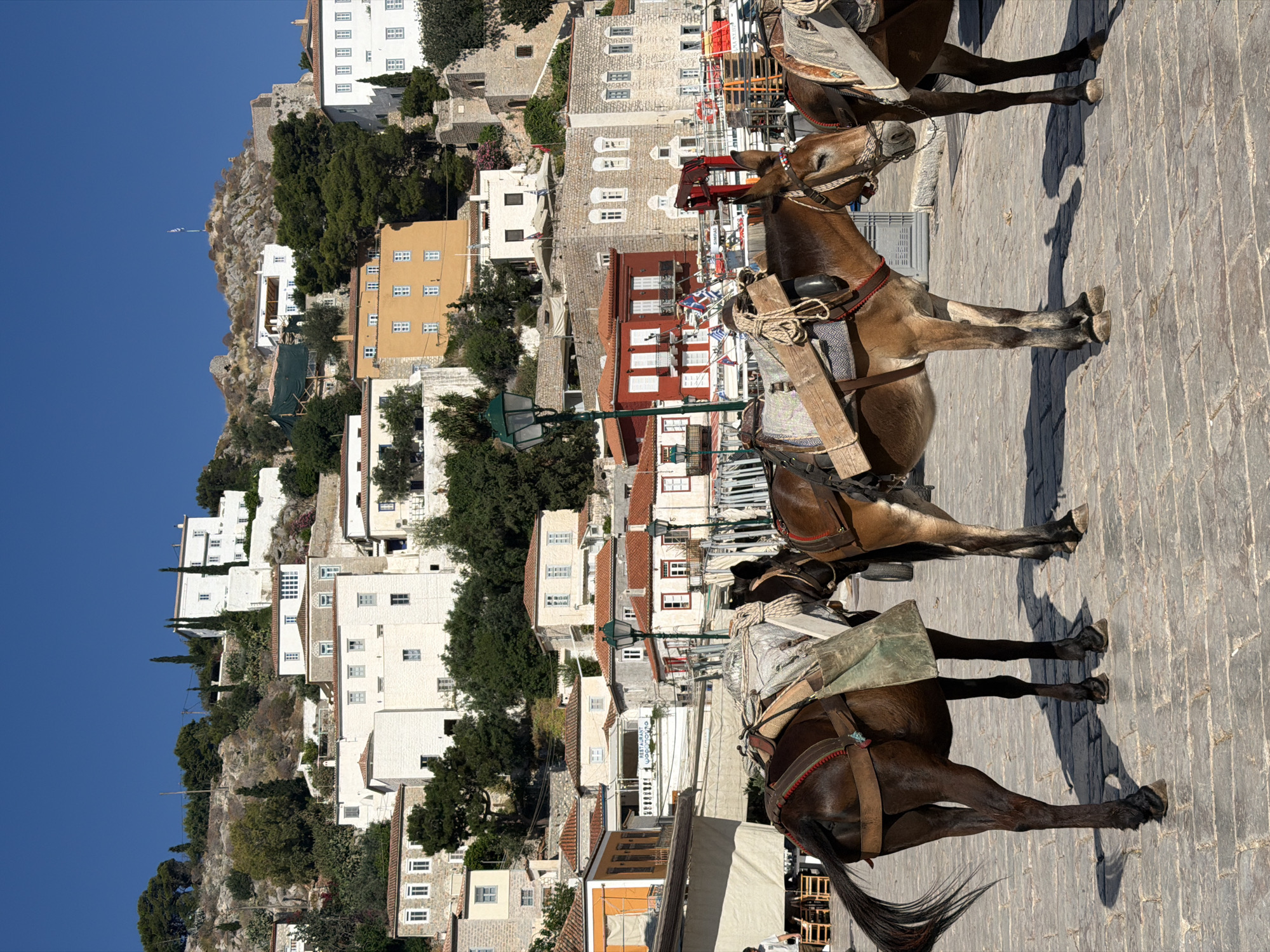 Pack animals gather in morning plaza on Greek island Hydra