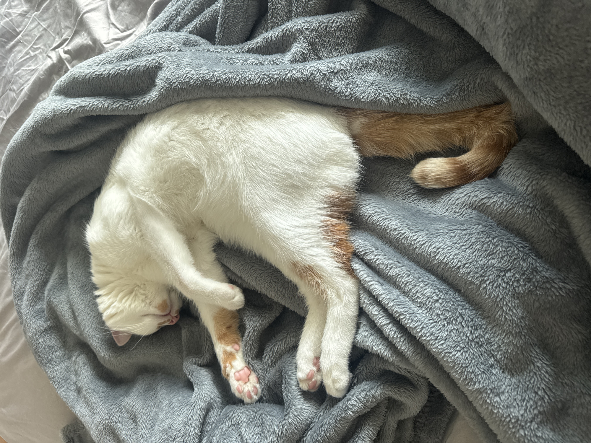 Cat naps peacefully on blanket in Sofia apartment