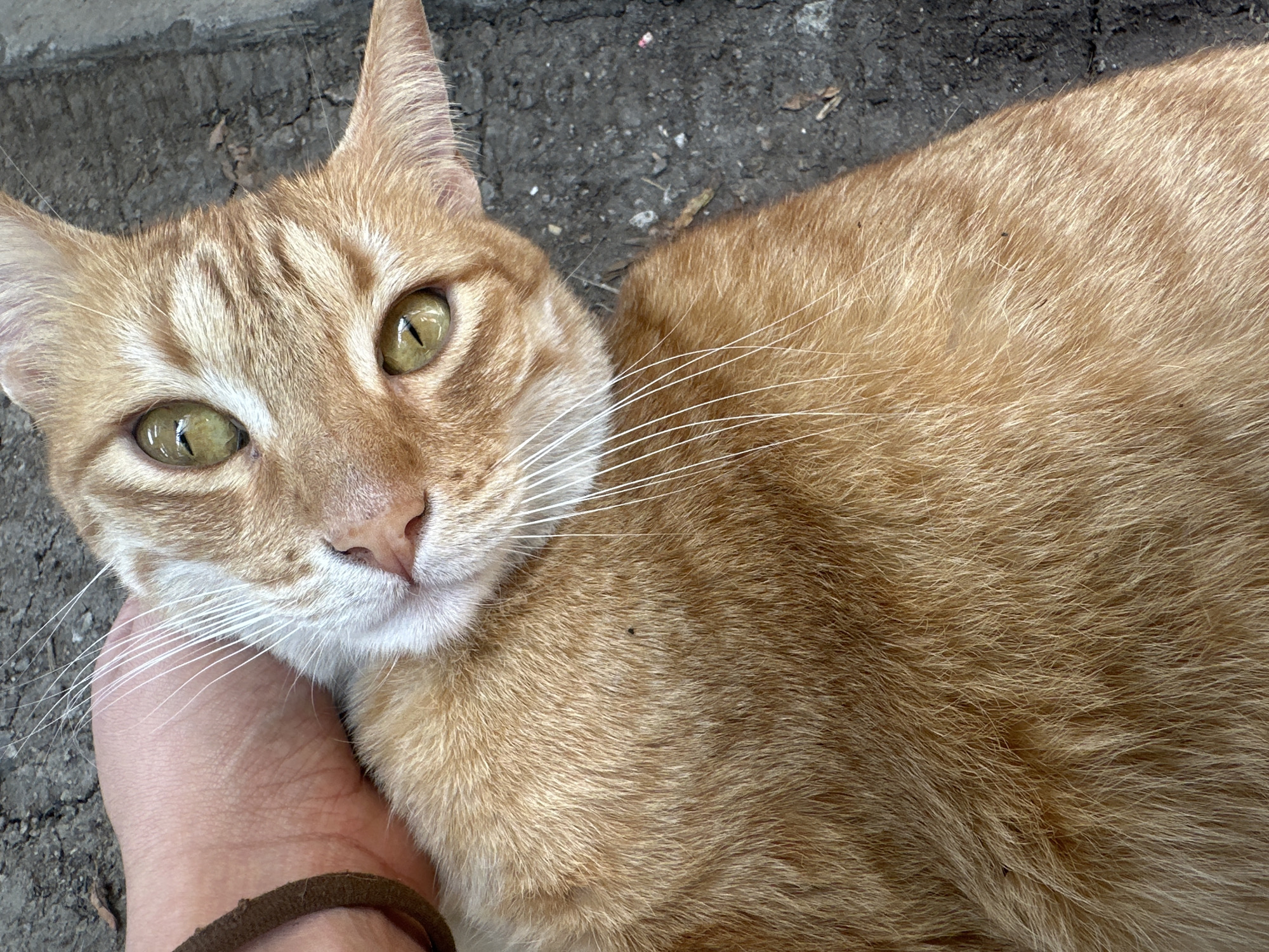 Orange tabby receives gentle petting on Puebla sidewalk