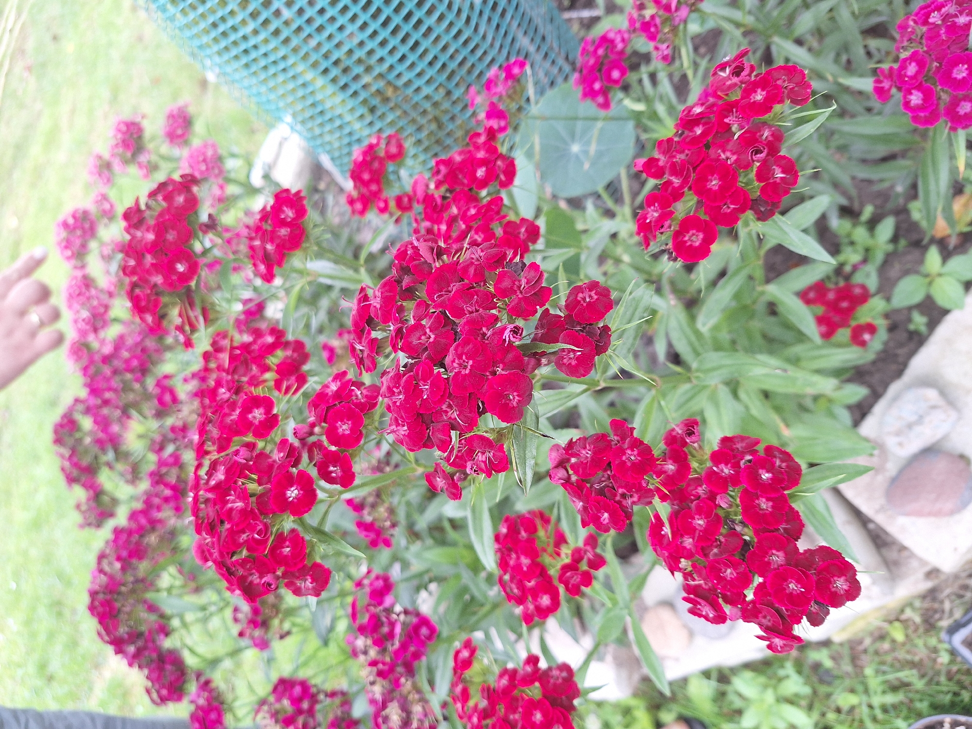 Summer garden in full bloom, Zeda Sazano, Georgia