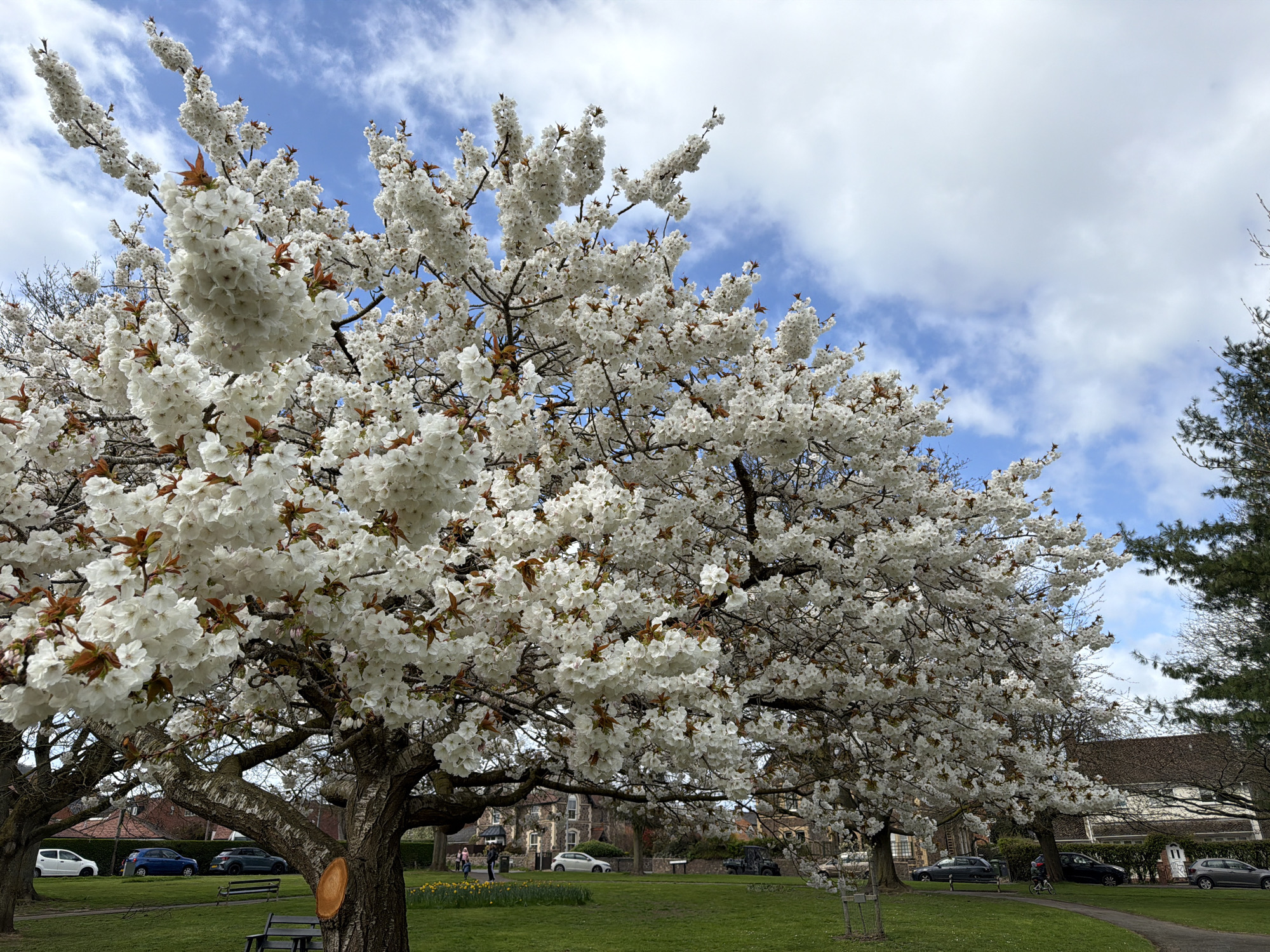 Spring blossoms bloom in Malvern Hills park