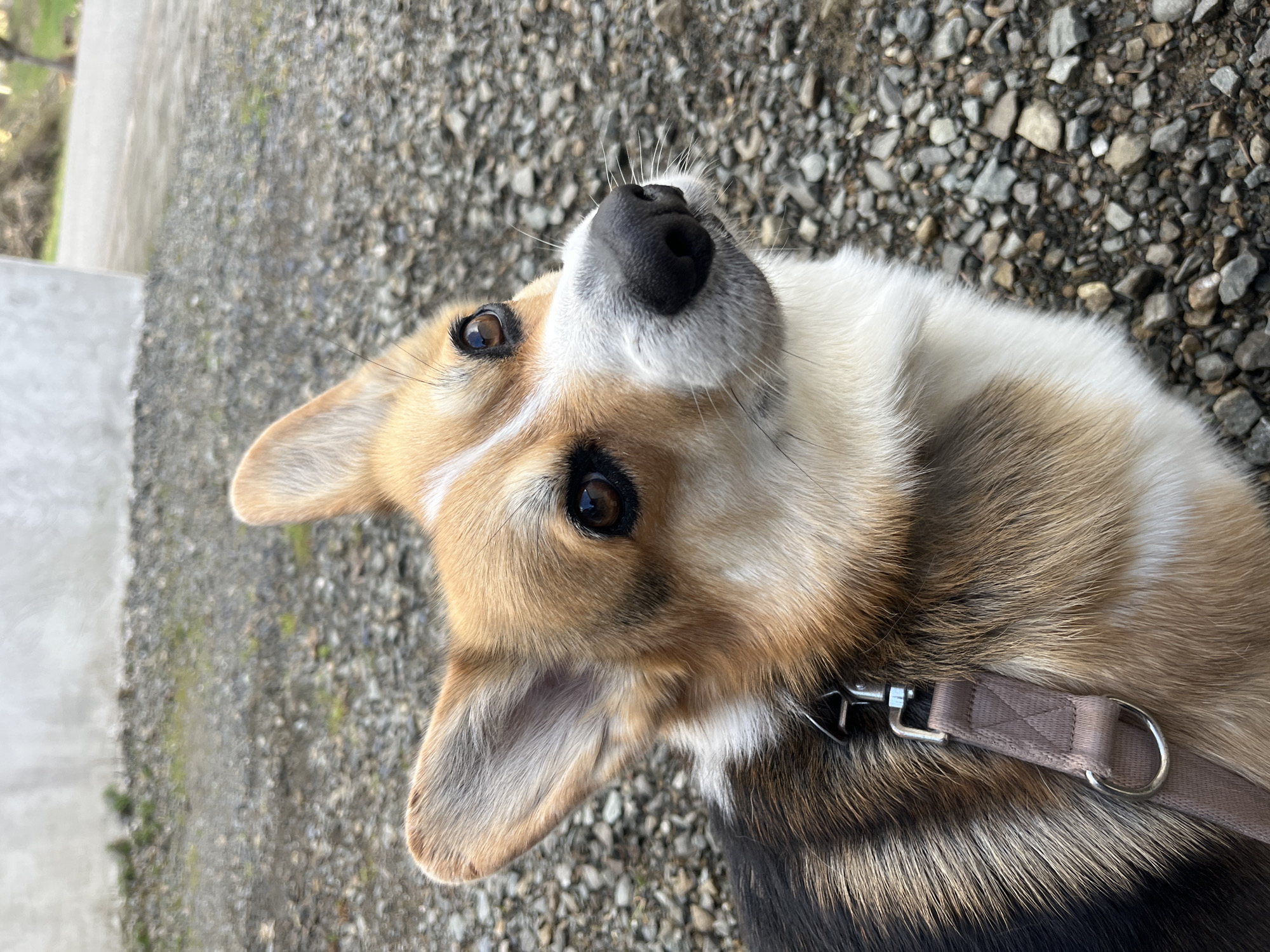 Corgi dog photographed in close-up portraits in Callbach, Germany