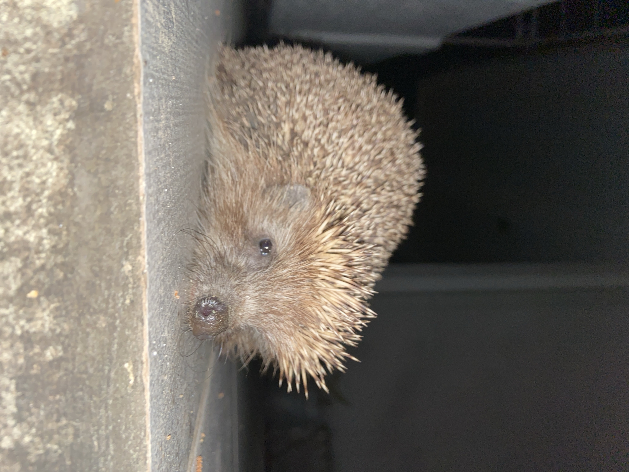 Man poses for selfie with hedgehog in Montenegro