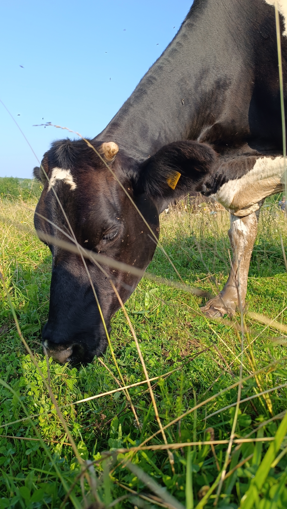 Cattle grazing in a wildflower meadow on a summer morning in Karsha