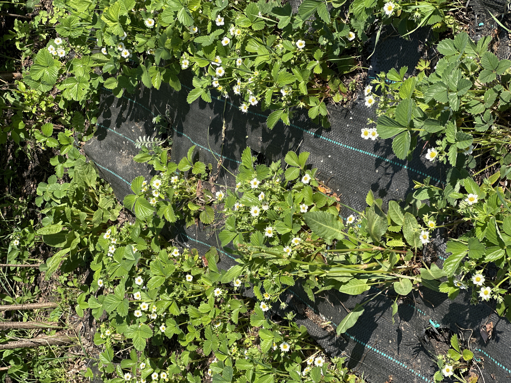 Garden strawberry plants bloom and develop green berries