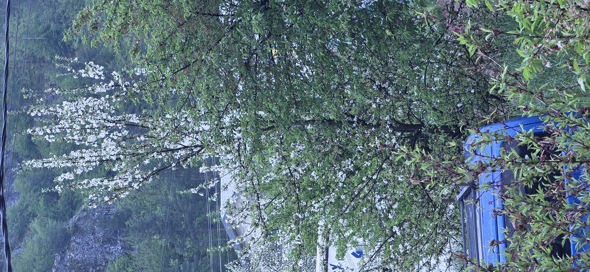 Spring blooms documented in Rudozem, Bulgaria