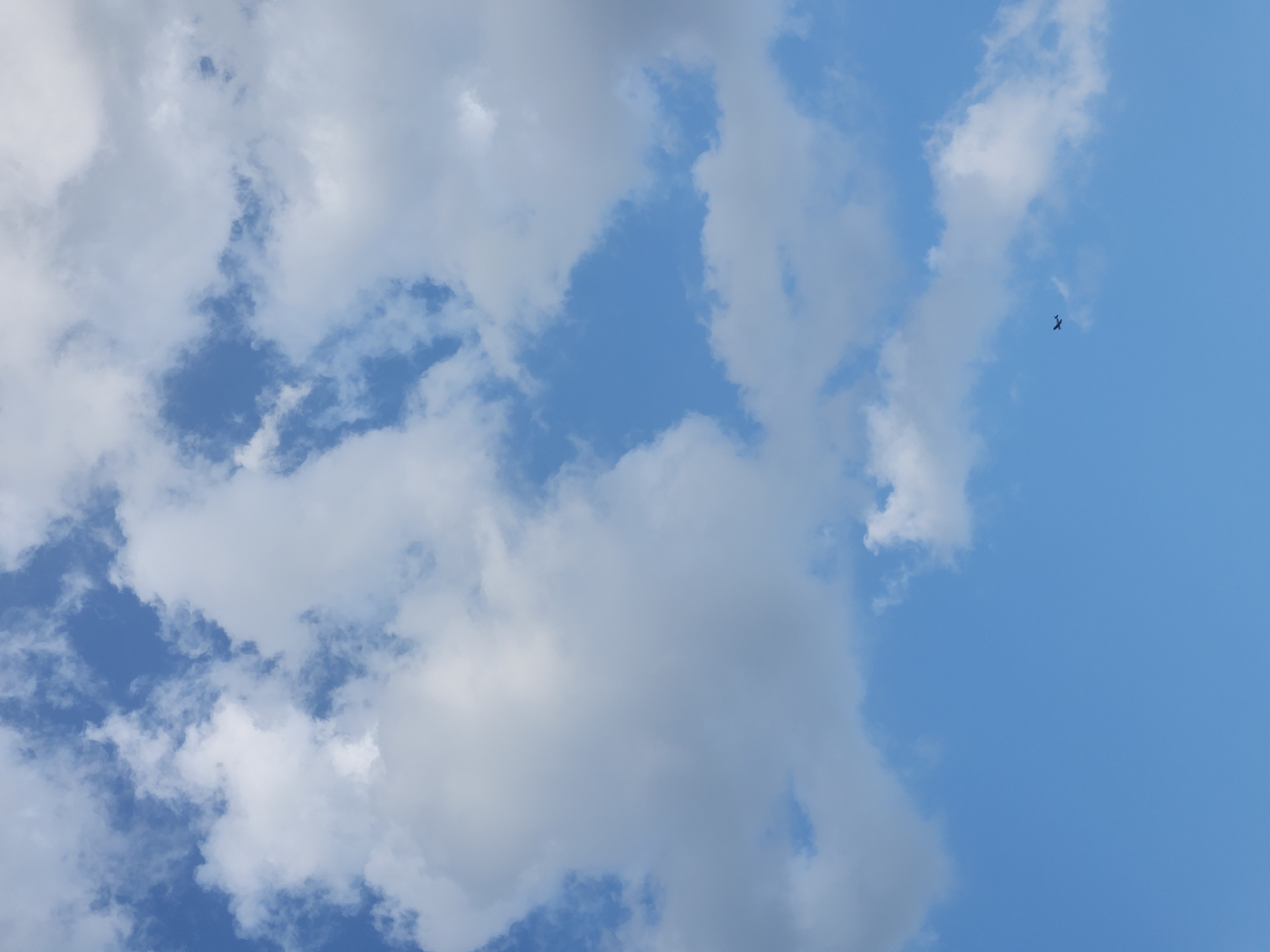 Dog walk and nature details at Cranes Roost Park, Altamonte Springs