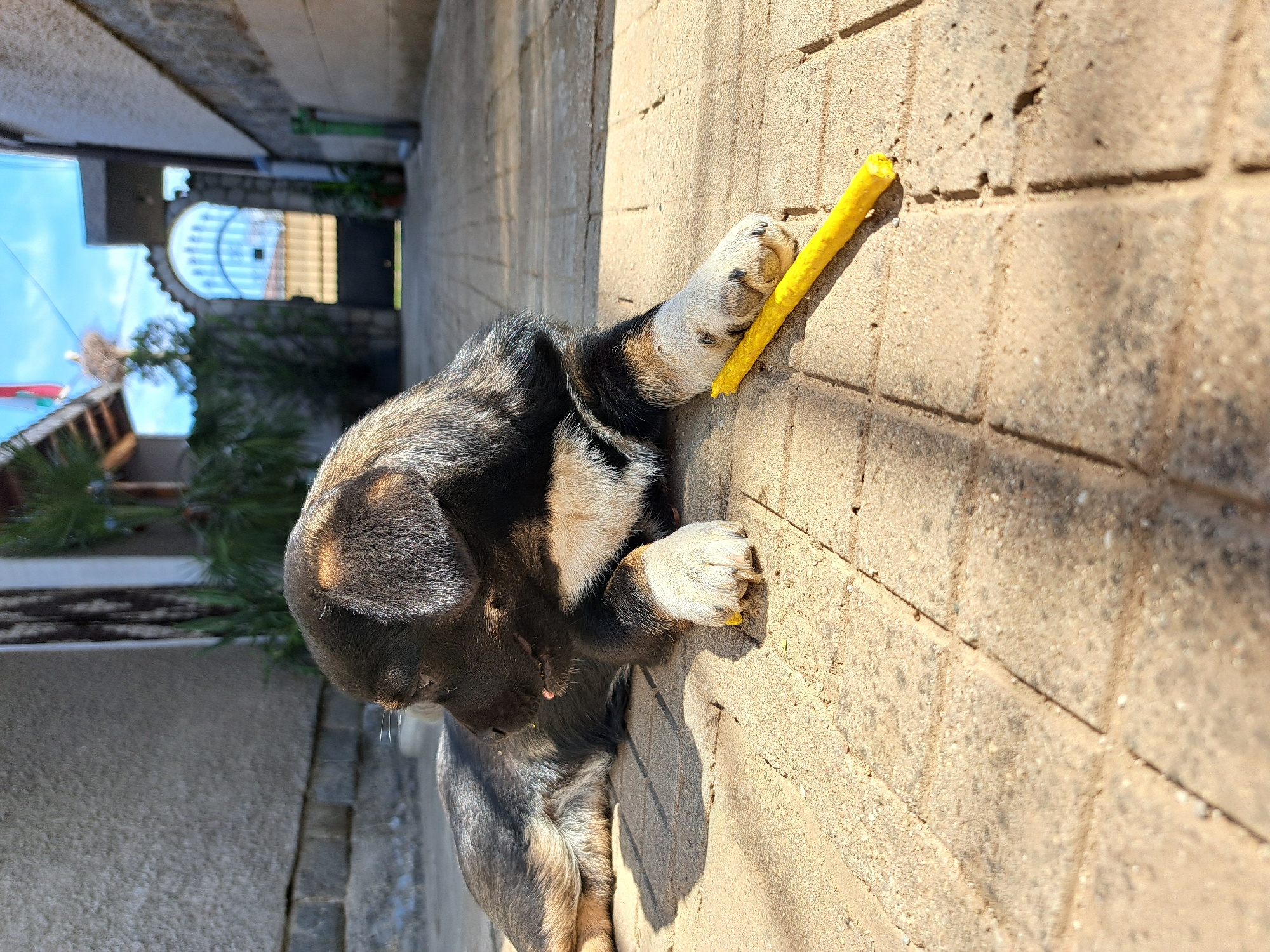 Dog plays with yellow toy on paved street