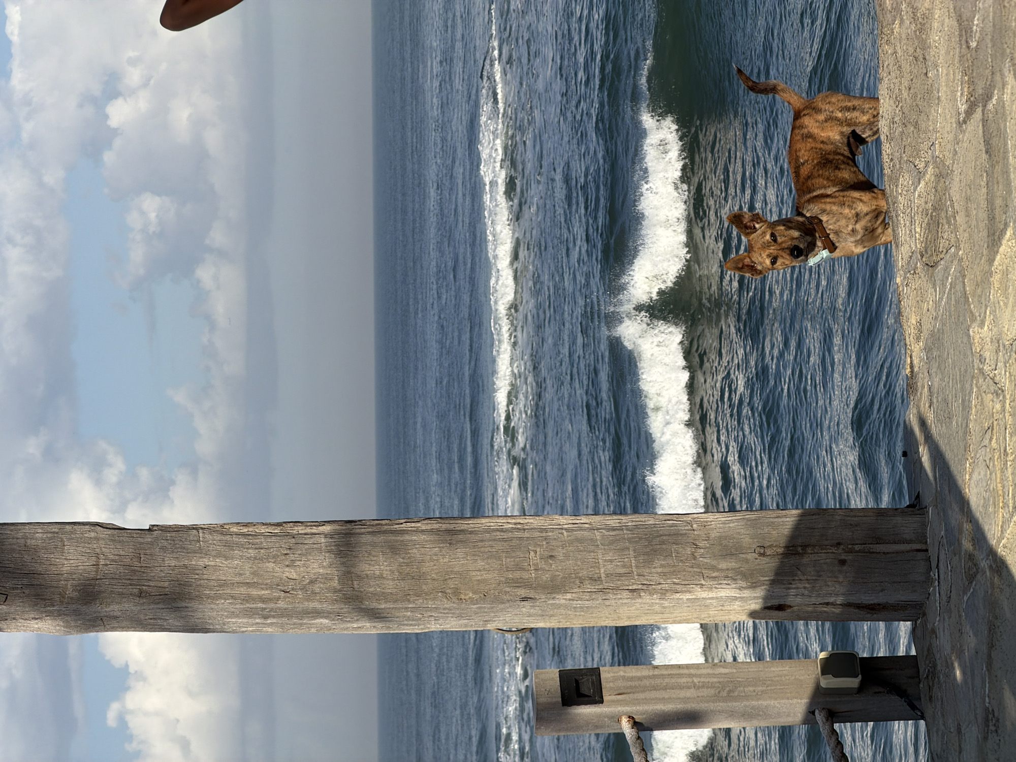 Oceanfront seating area and dog on stone path, Mengwi