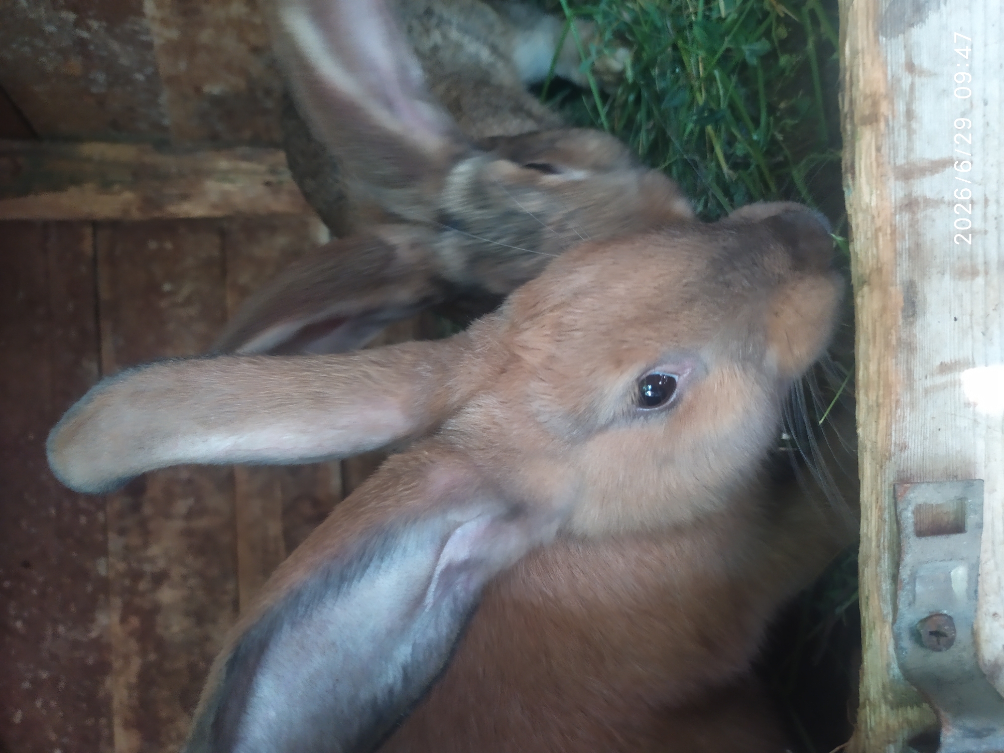 Rabbits, chicks, and grapevines at a rural Ukrainian property