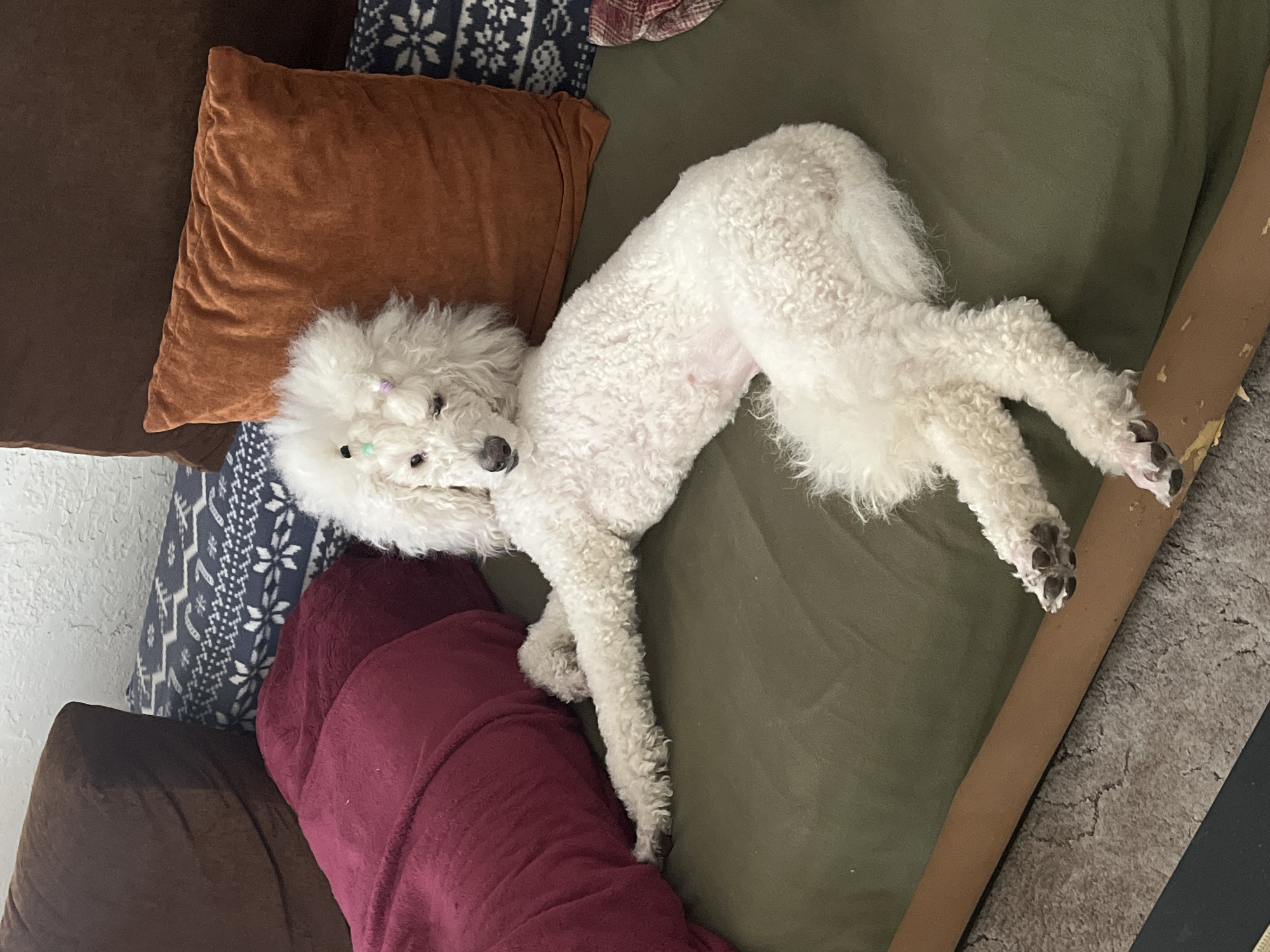 Quiet domestic moments: poodle resting, people with devices