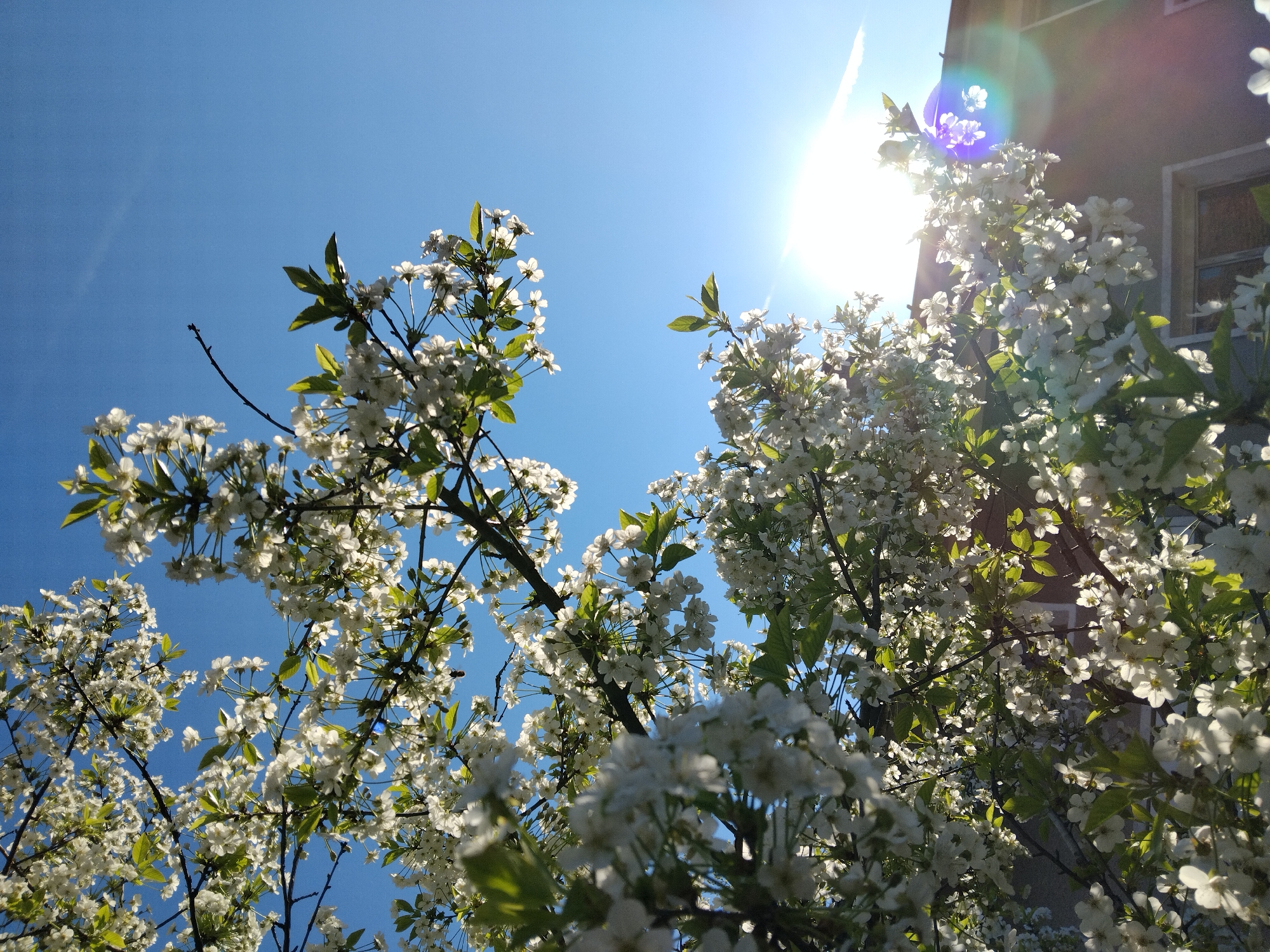 Spring blossoms photographed against blue sky in Nova Zagora