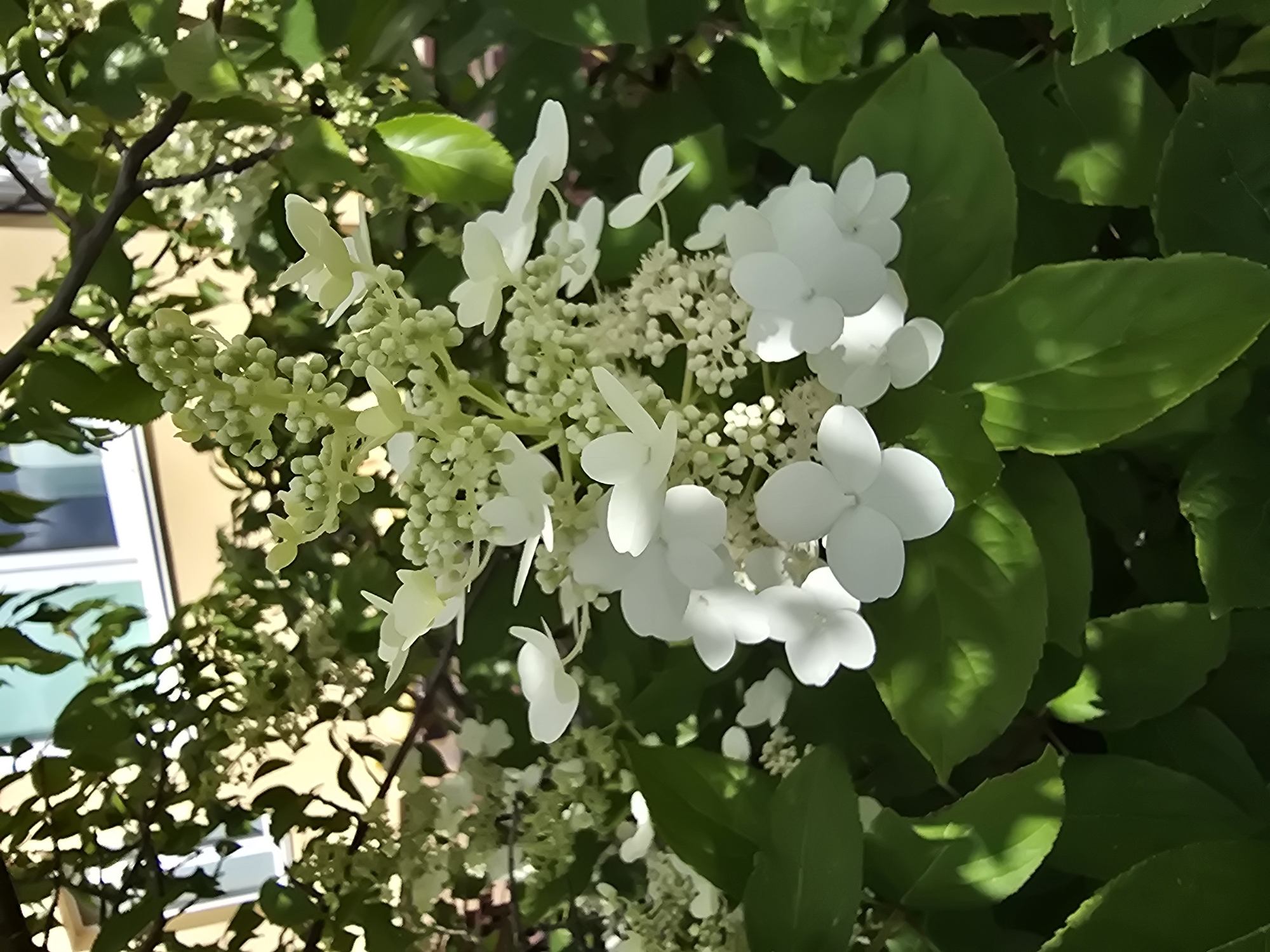 Summer afternoon in a Kyiv suburb, flora and street details