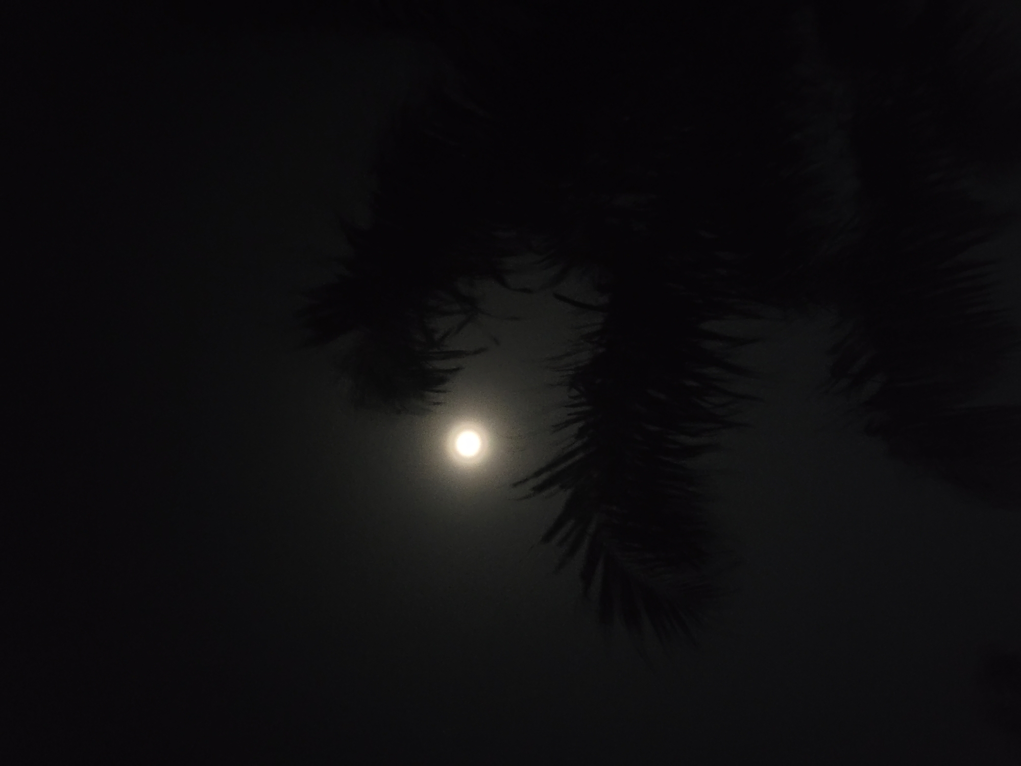 Moon photographed through palm trees in Markurdi, Nigeria