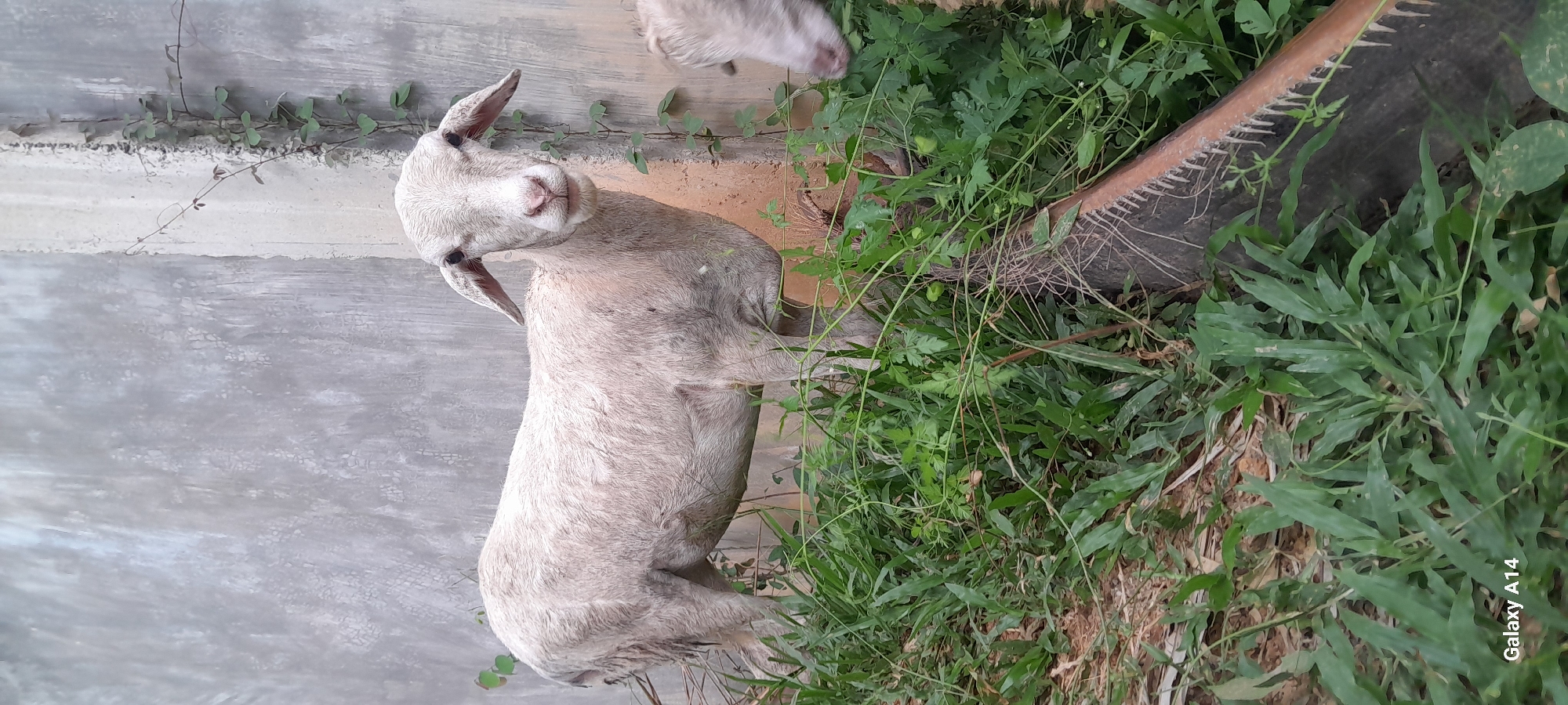 Sheep grazing and resting around Tanjong, Indonesia