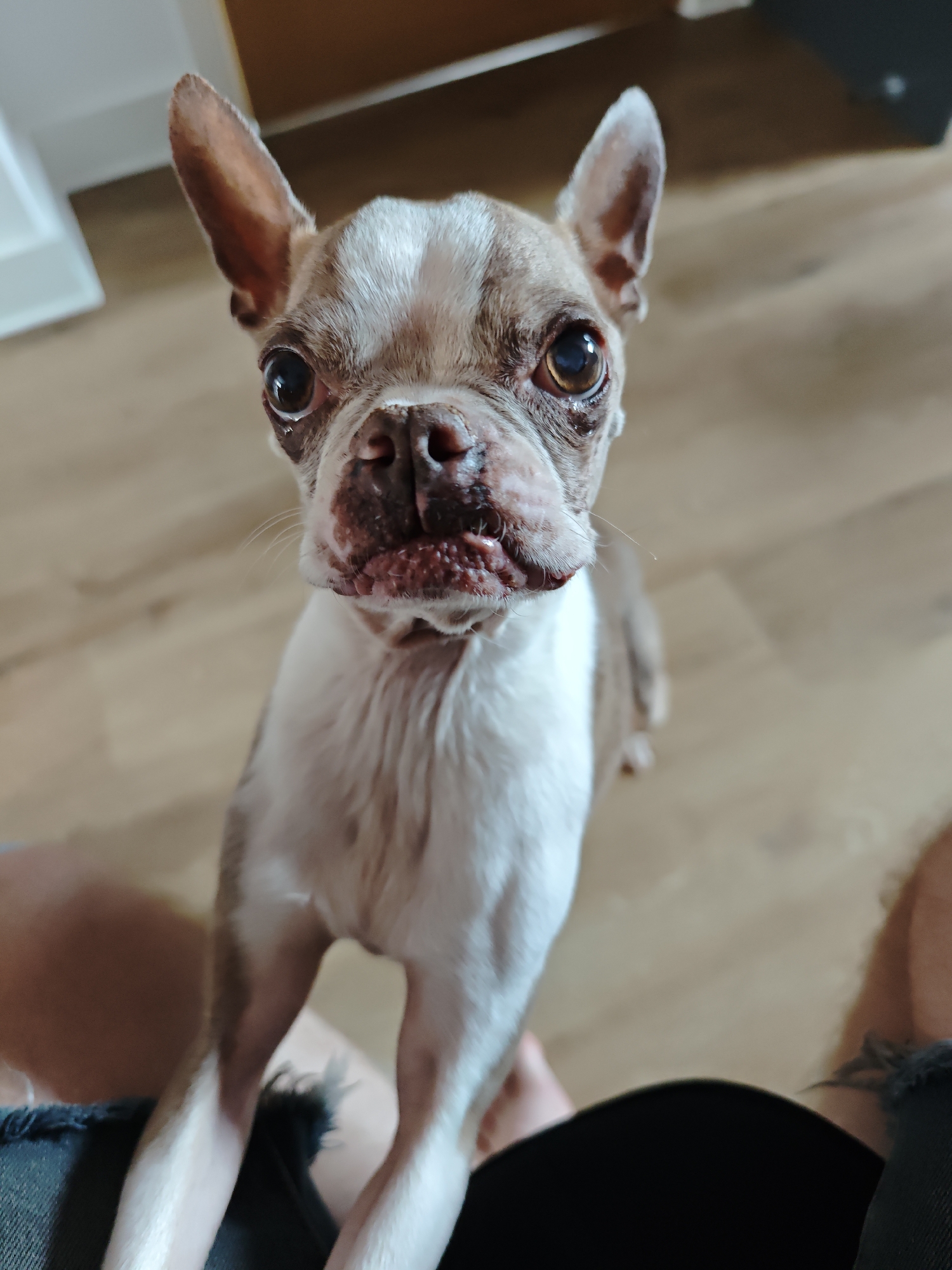 Boston Terrier and Dachshund posing for the camera indoors