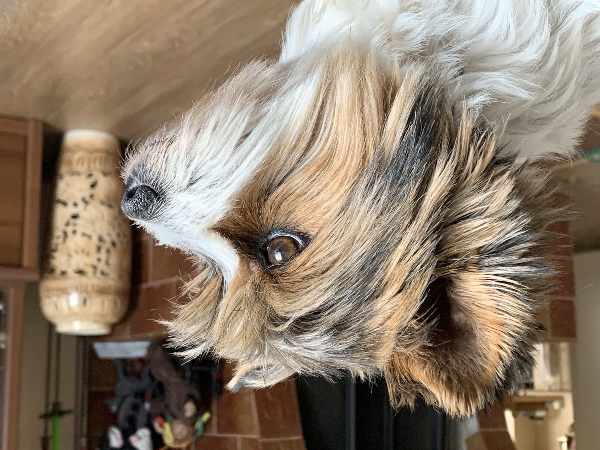 Quiet morning documented in Belarusian home with pets and garden