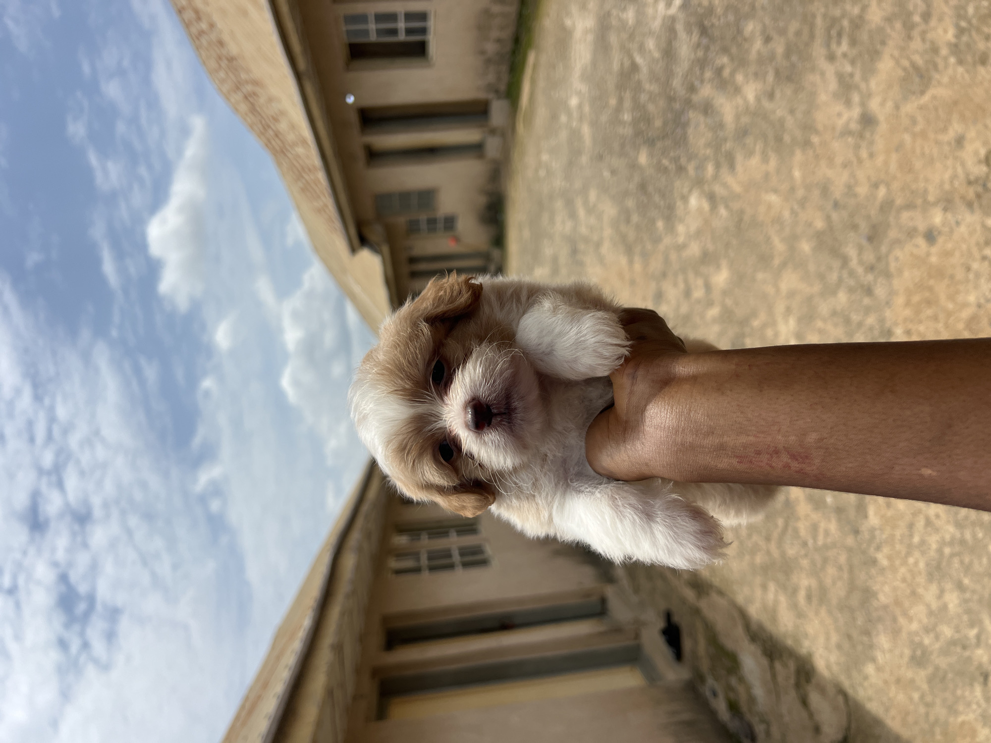 Fluffy puppy makes the rounds in Rafin Par and Jos
