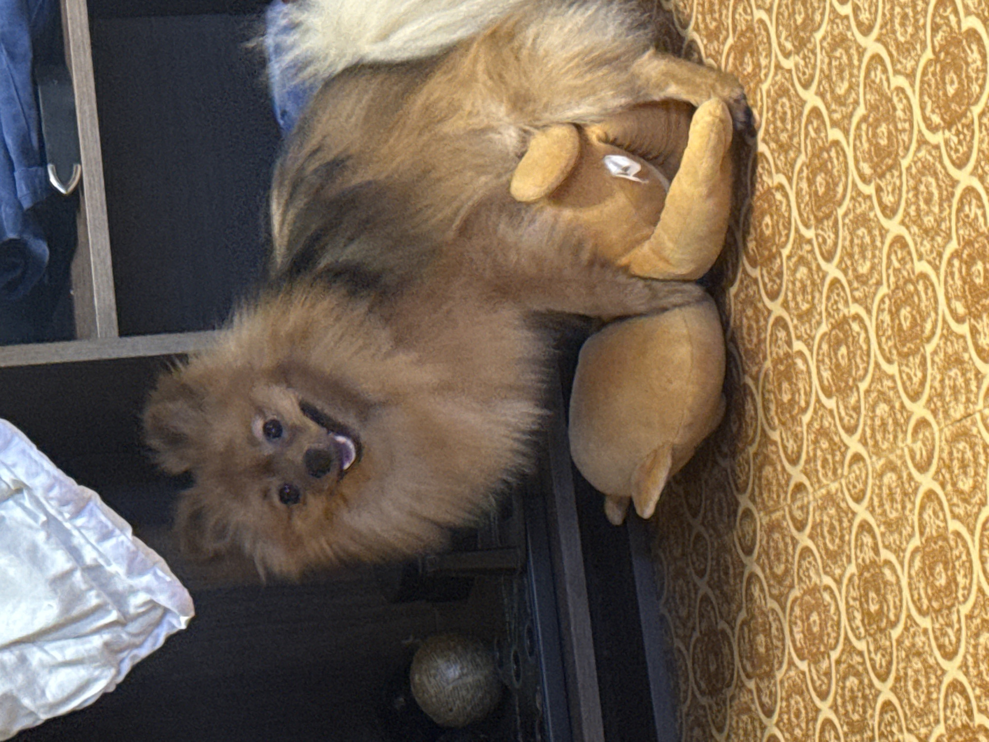 An evening at home with a Pomeranian and a black cat