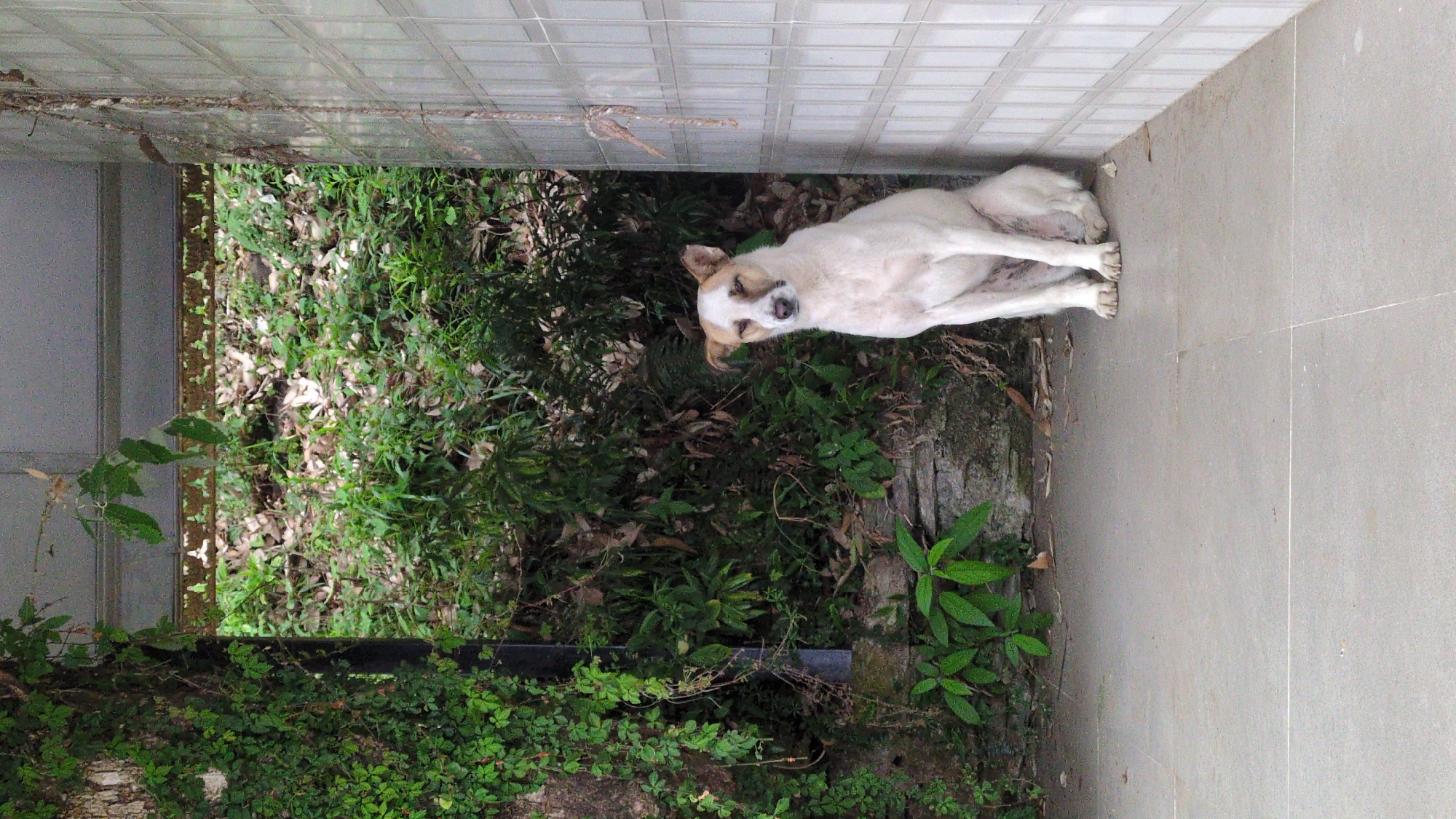 Dog sleeps in concrete corner near wall and vegetation