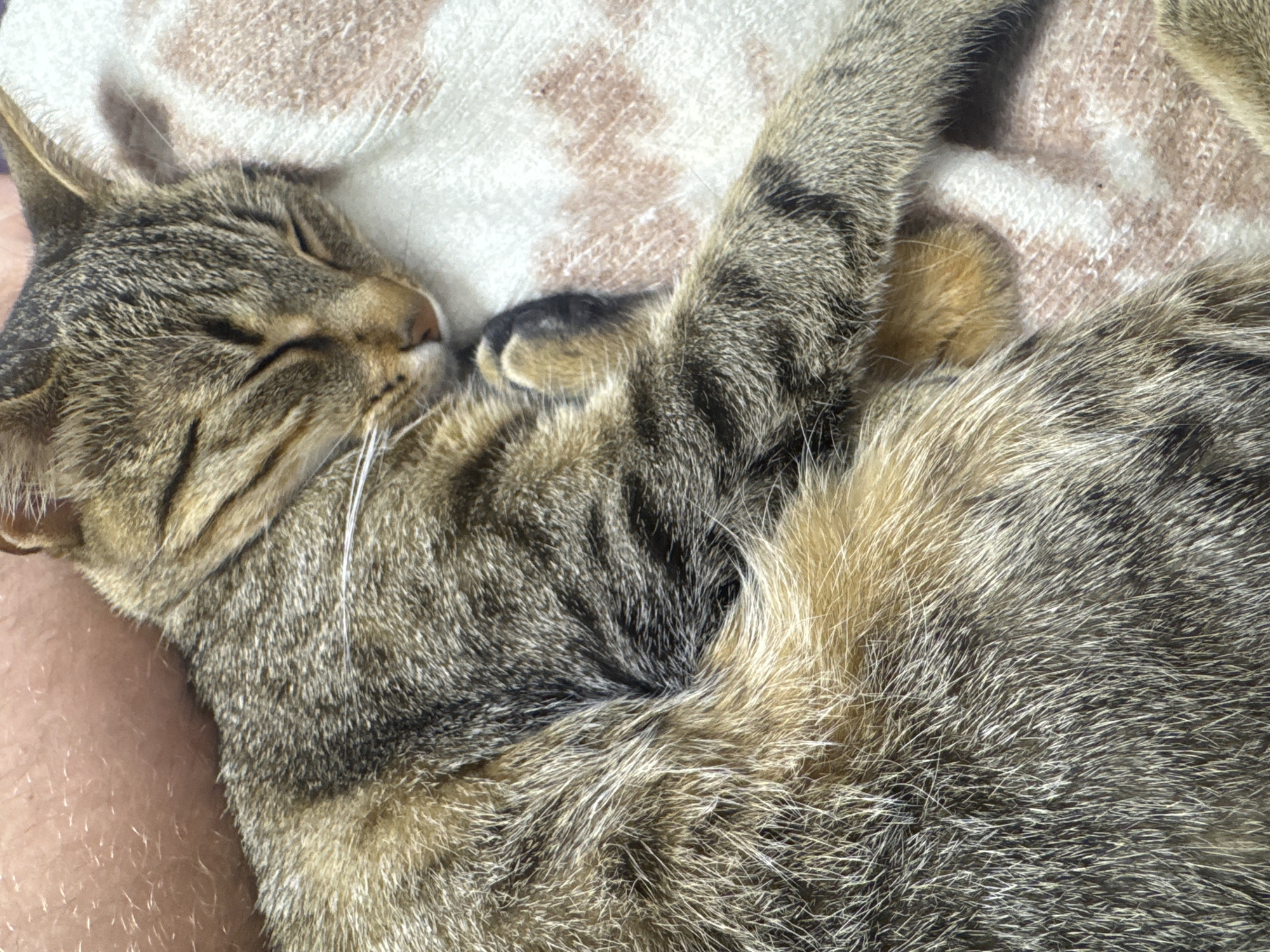 Street cats draw attention near buses in Shumen