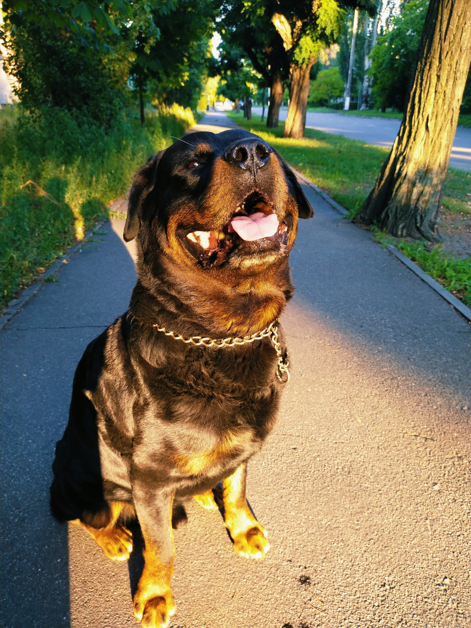 Dogs, cats, and golden-hour streets in Horishni Plavni