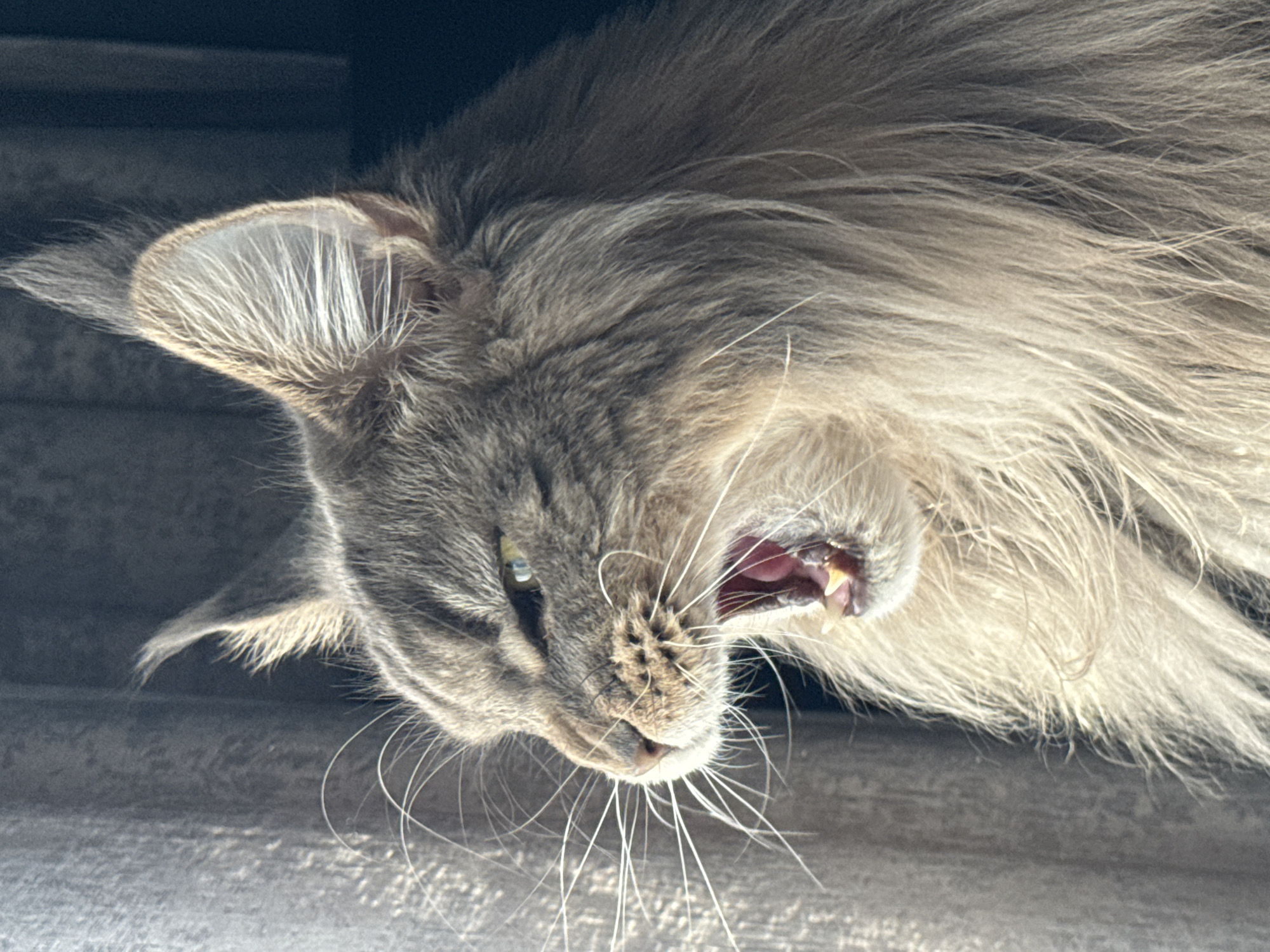 Maine Coon caught mid-yawn in a moody close-up shot