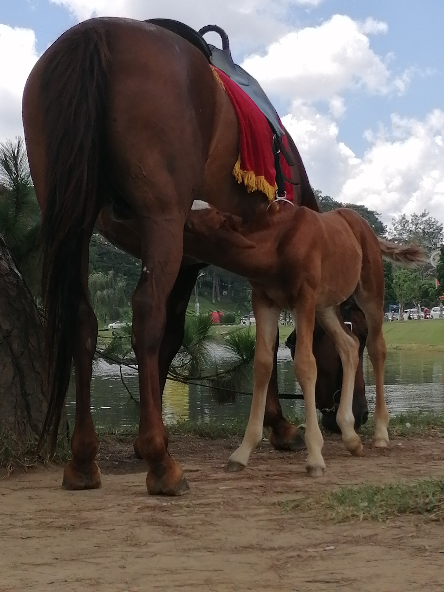 Lakeside horses and city crowds on a Da Lat morning
