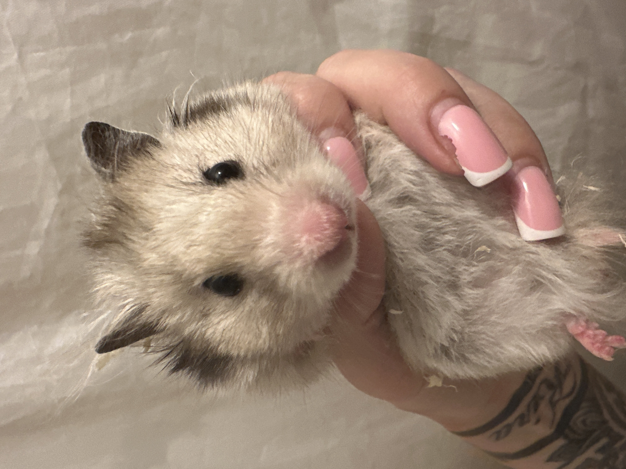 Tallinn resident documents evening moments with pets and personal items