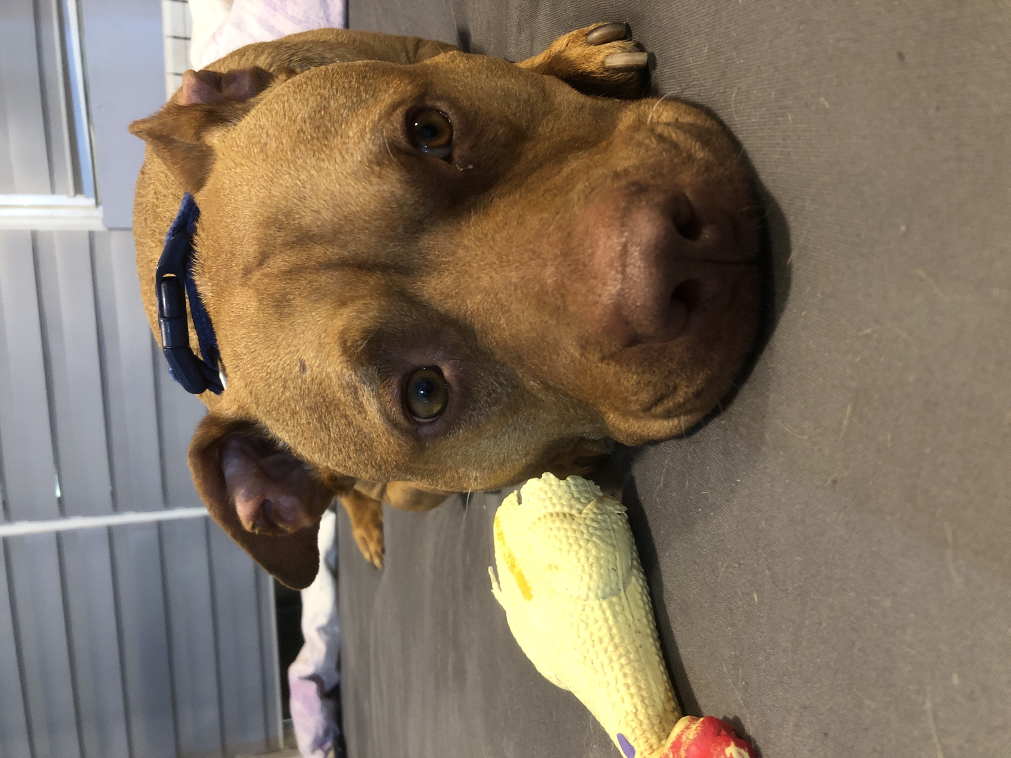 Dog rests with toy on bed in Sofia