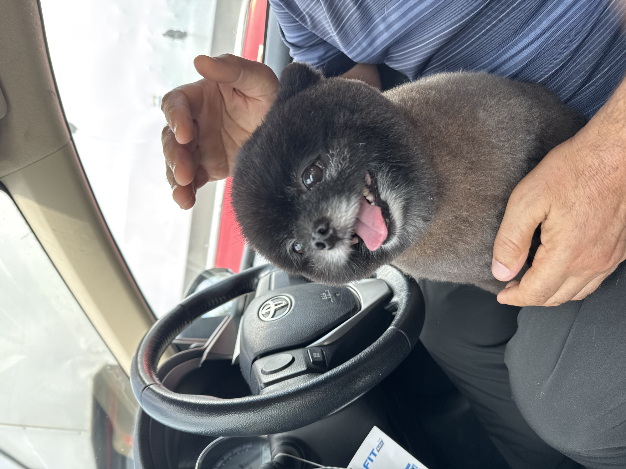 Small dog rides shotgun in a car in Wichit